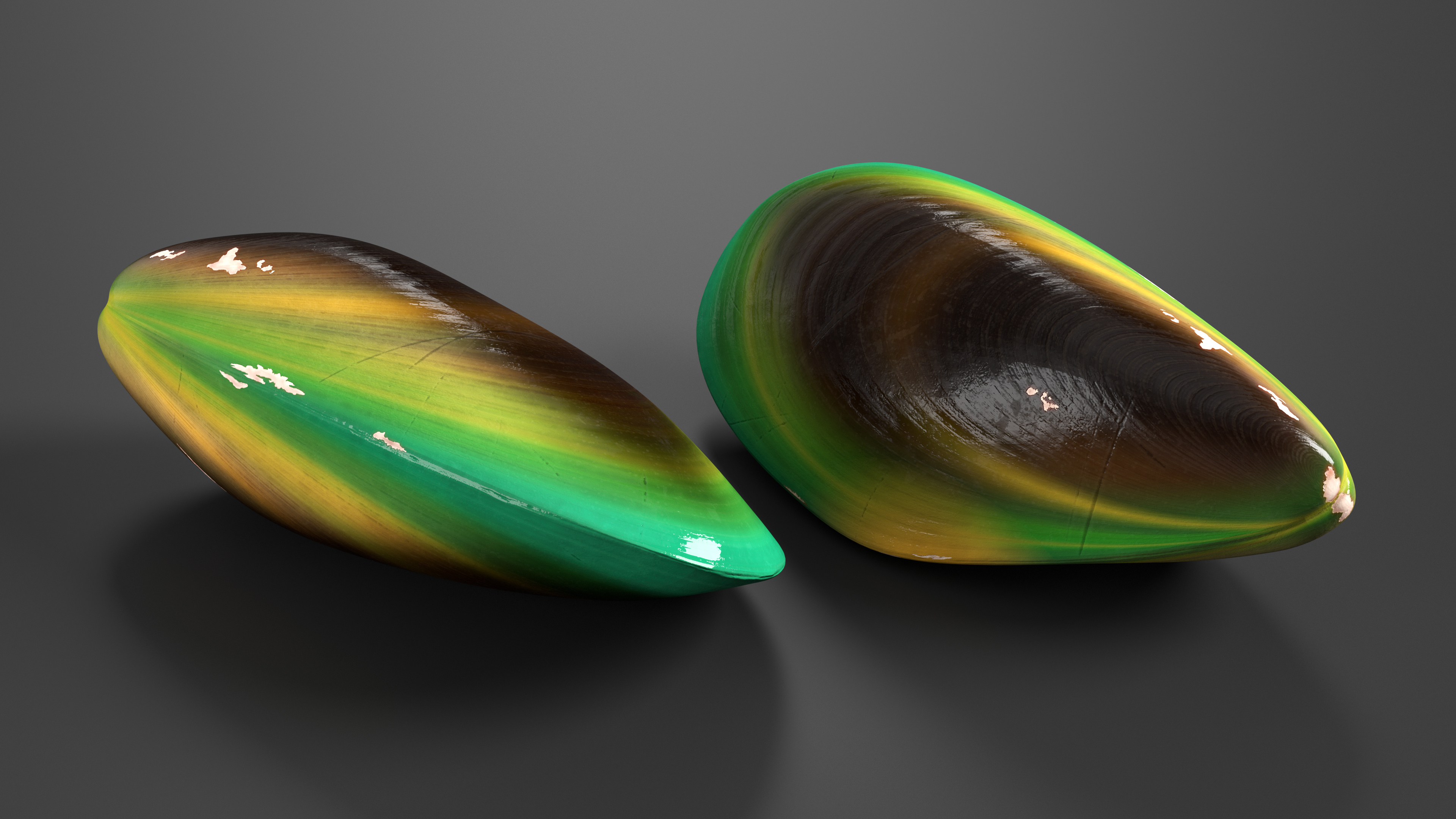 Closed Green Lipped Mussel Shell 3D