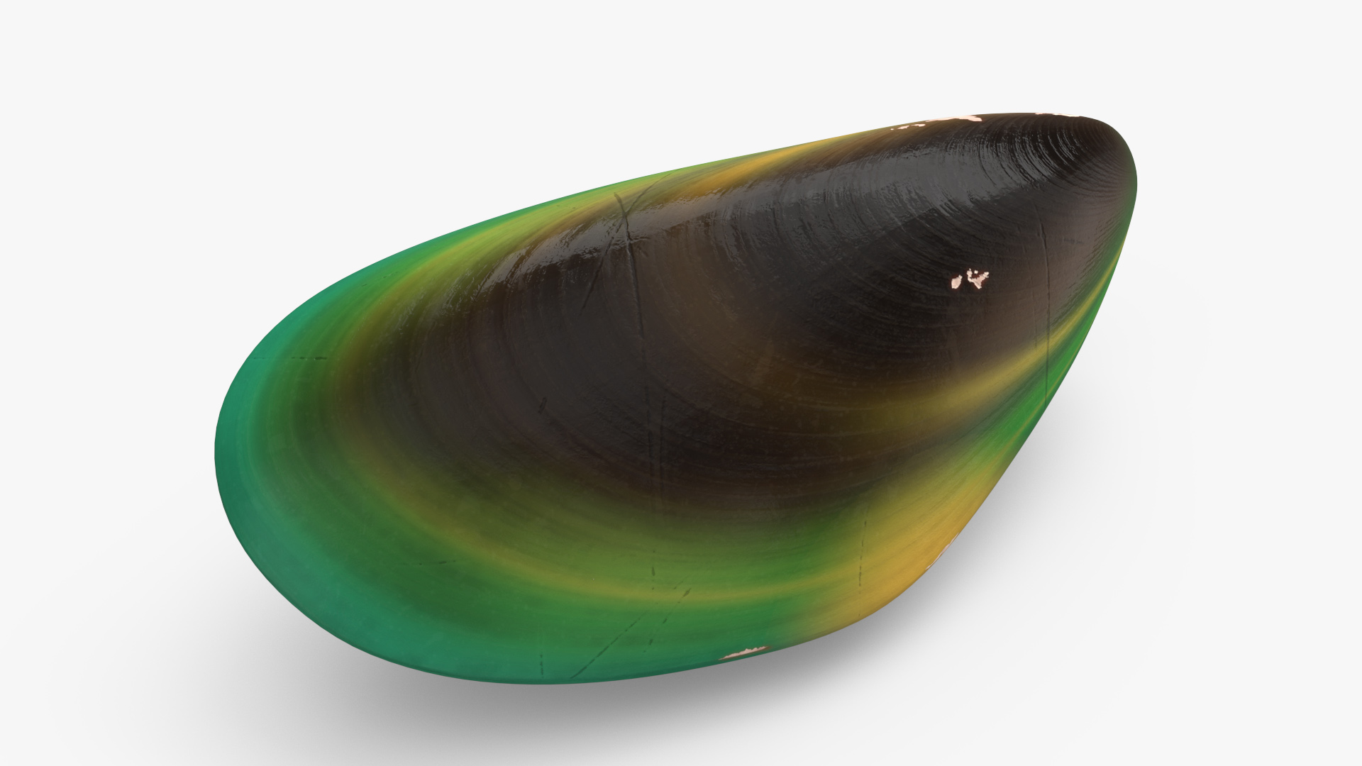 Closed Green Lipped Mussel Shell 3D