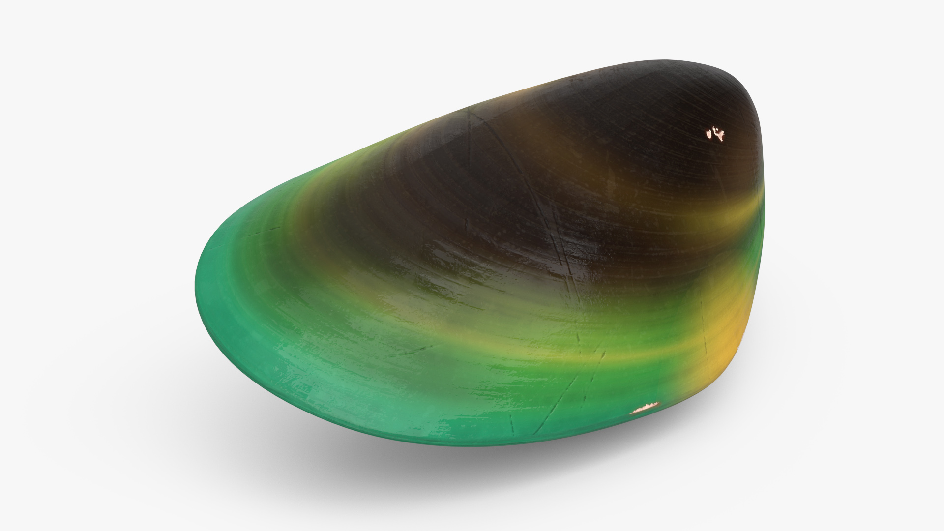 Closed Green Lipped Mussel Shell 3D