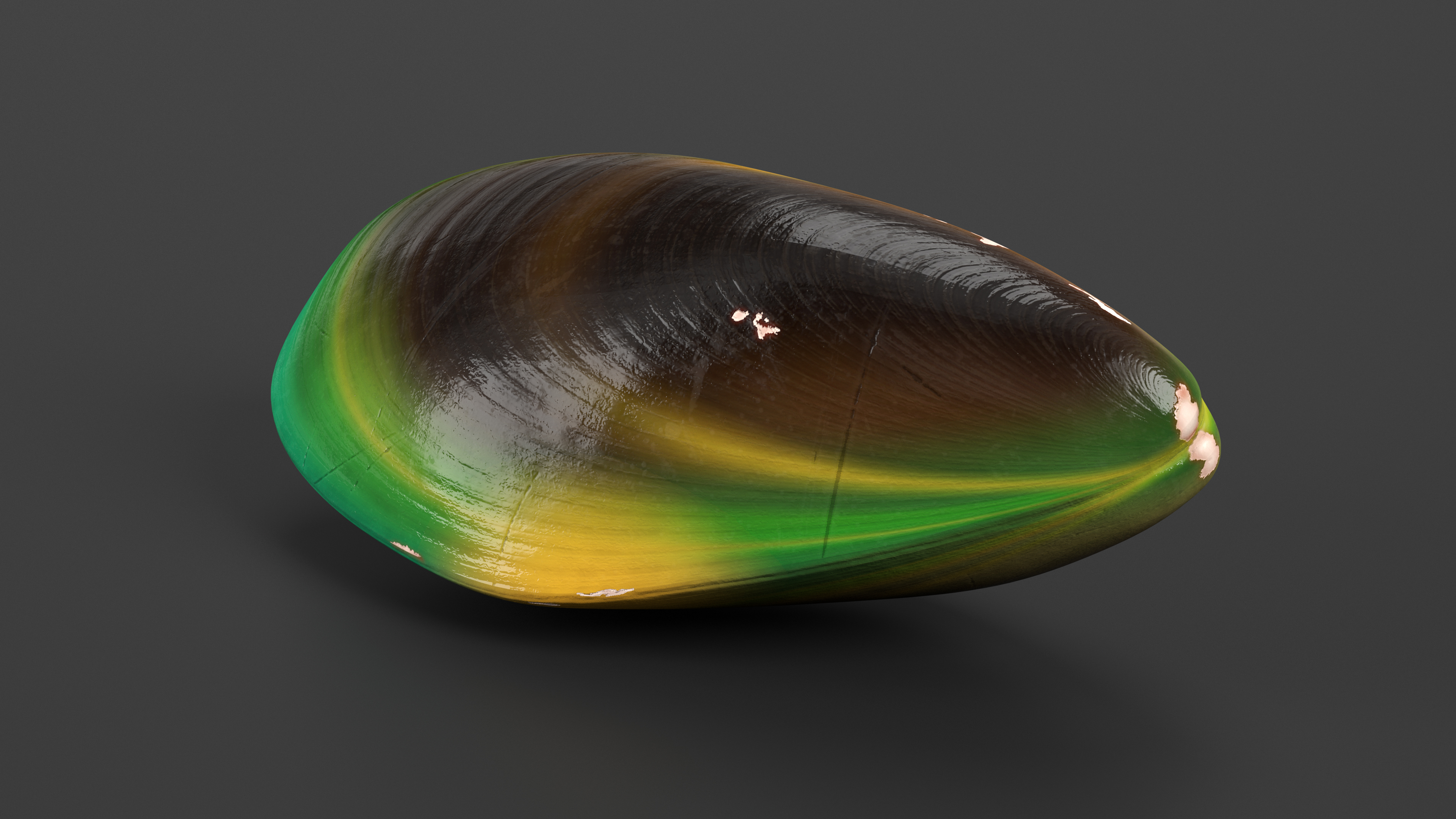 Closed Green Lipped Mussel Shell 3D
