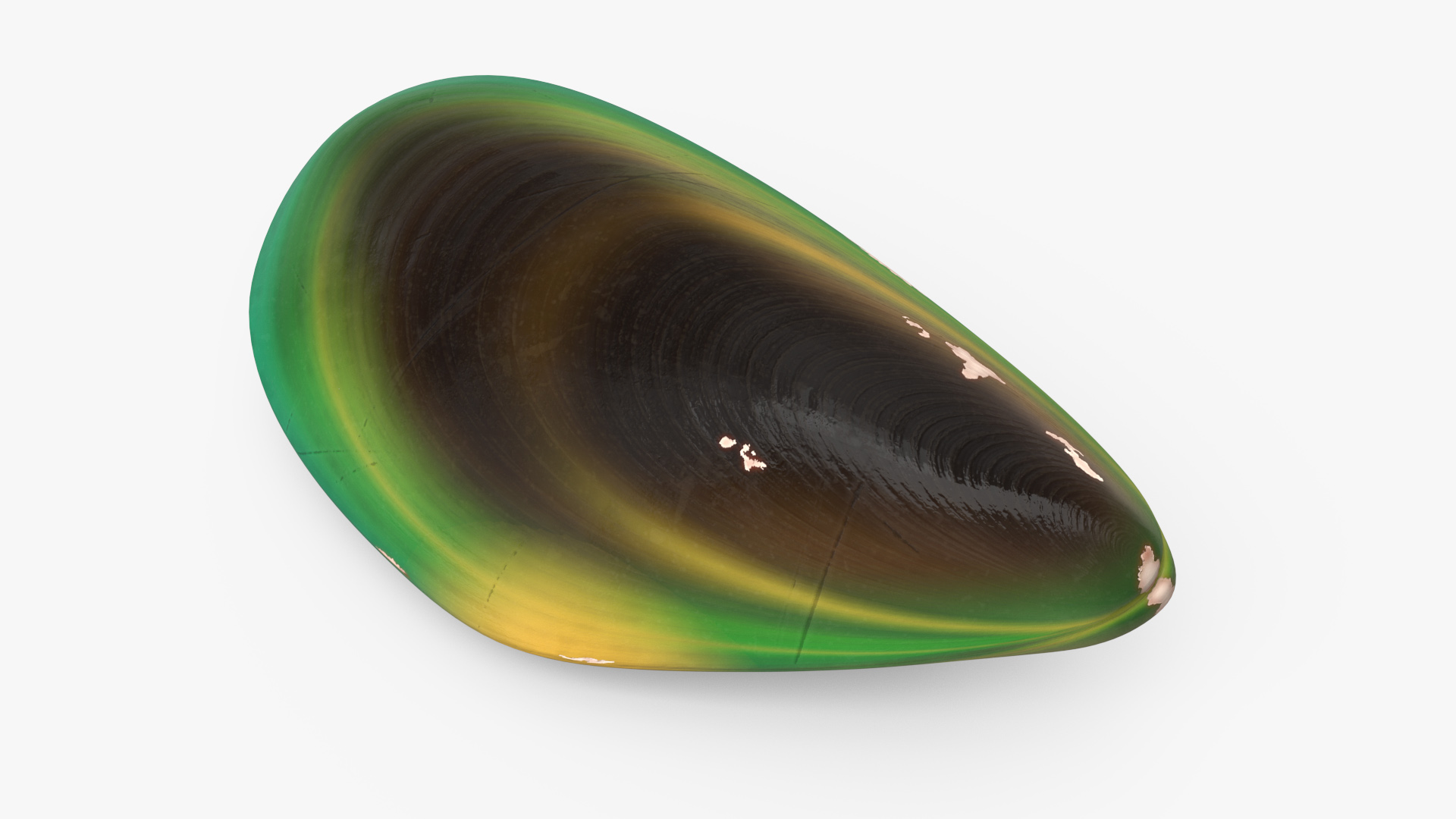 Closed Green Lipped Mussel Shell 3D