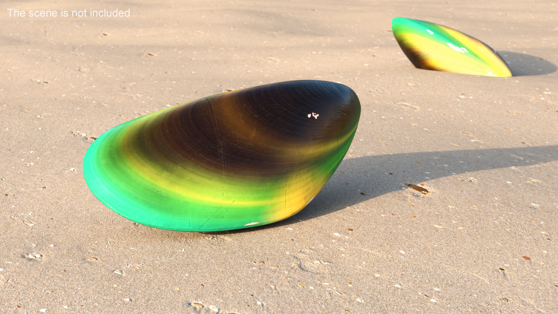 Closed Green Lipped Mussel Shell 3D