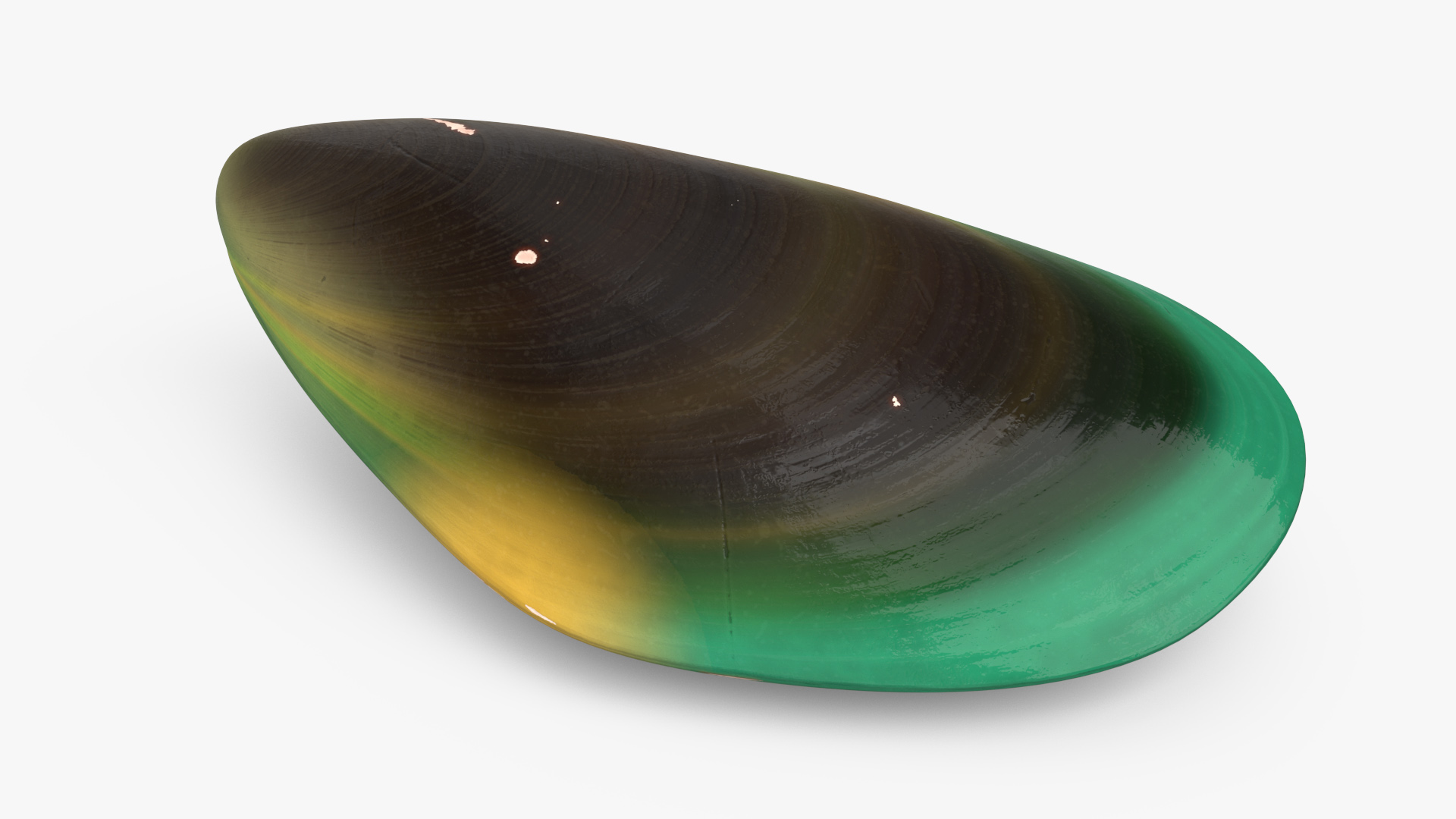 Closed Green Lipped Mussel Shell 3D