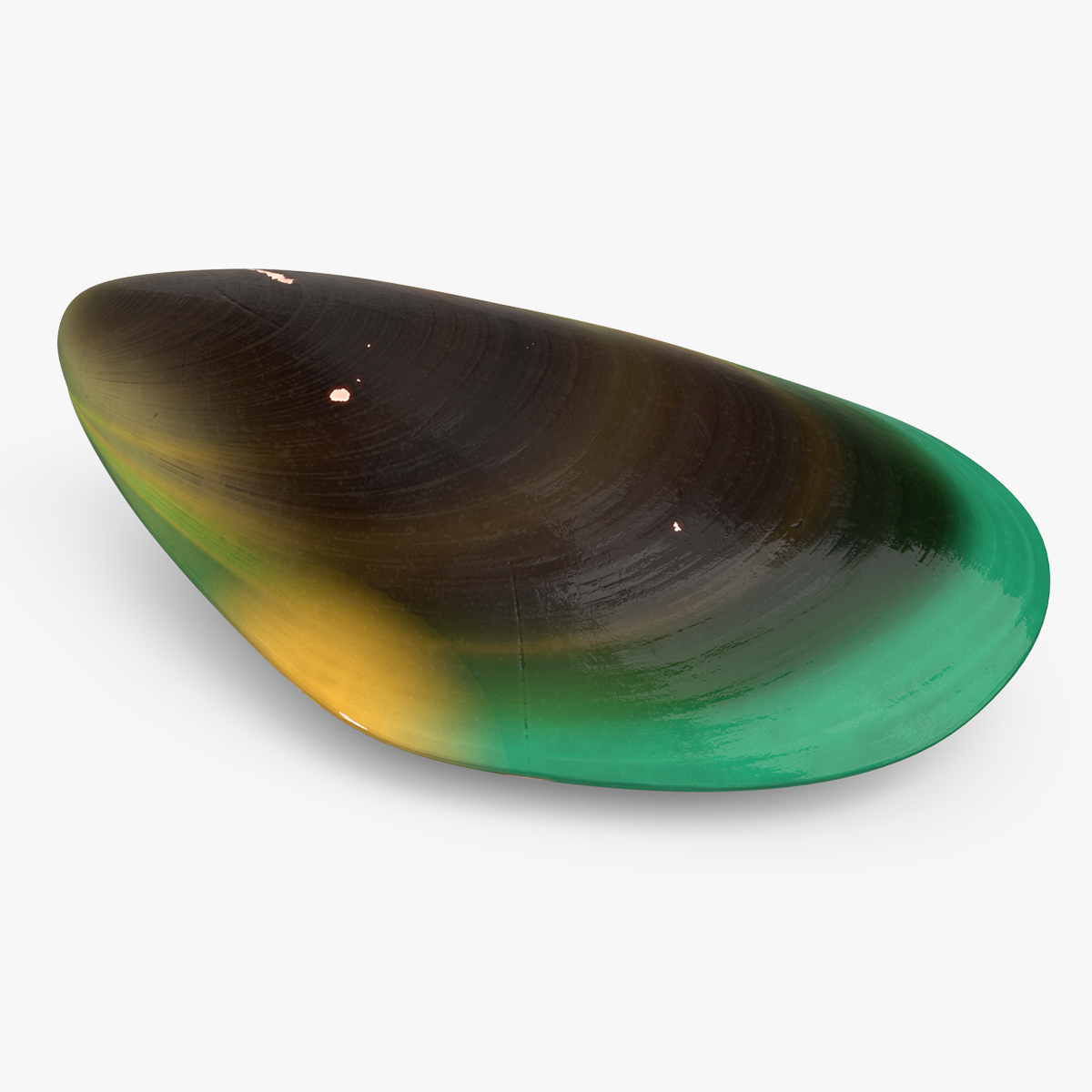 Closed Green Lipped Mussel Shell 3D