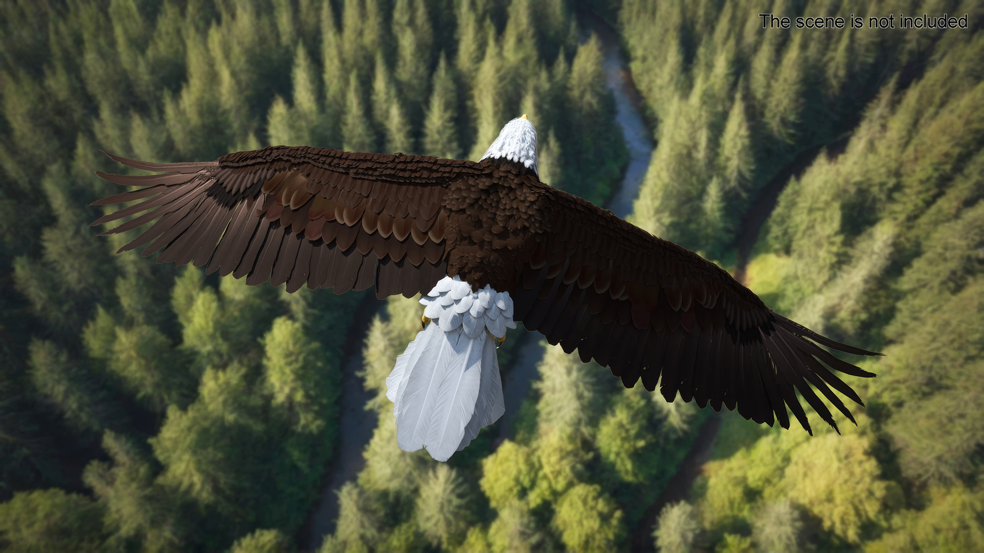 Realistic Flying Bald Eagle 3D