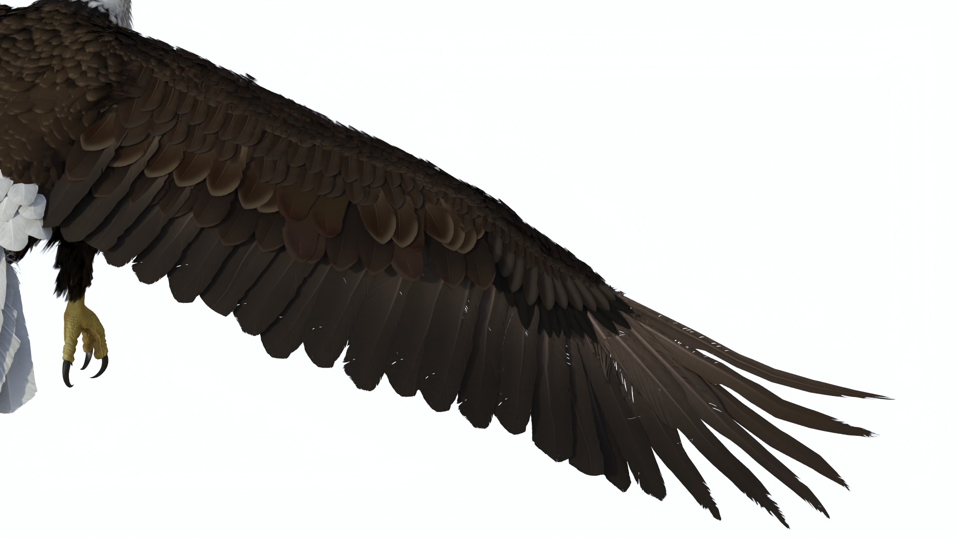 Realistic Flying Bald Eagle 3D