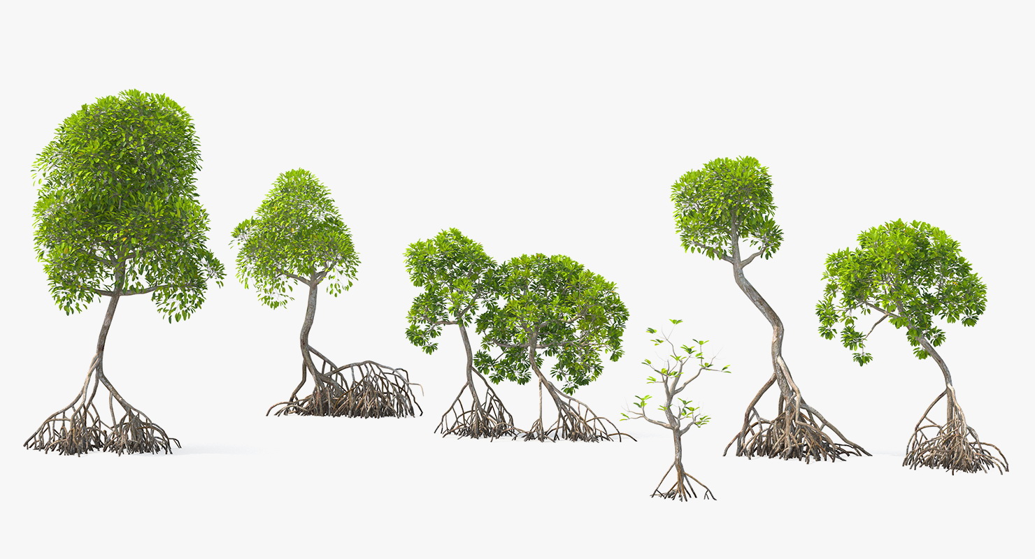 Mangrove Tree Shrub 3D model