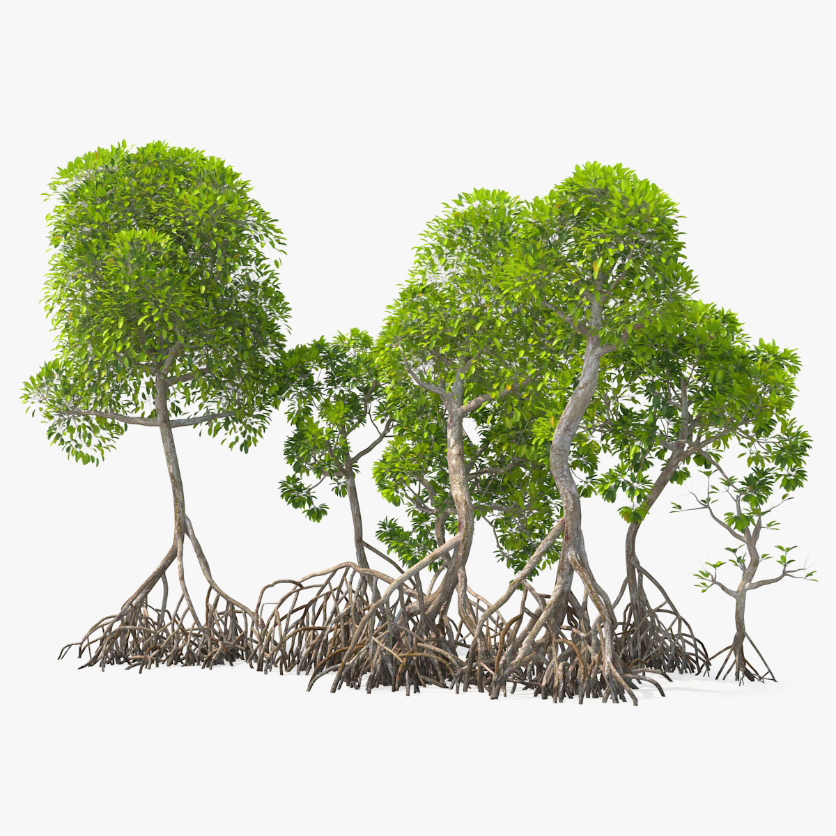 Mangrove Tree Shrub, view 8