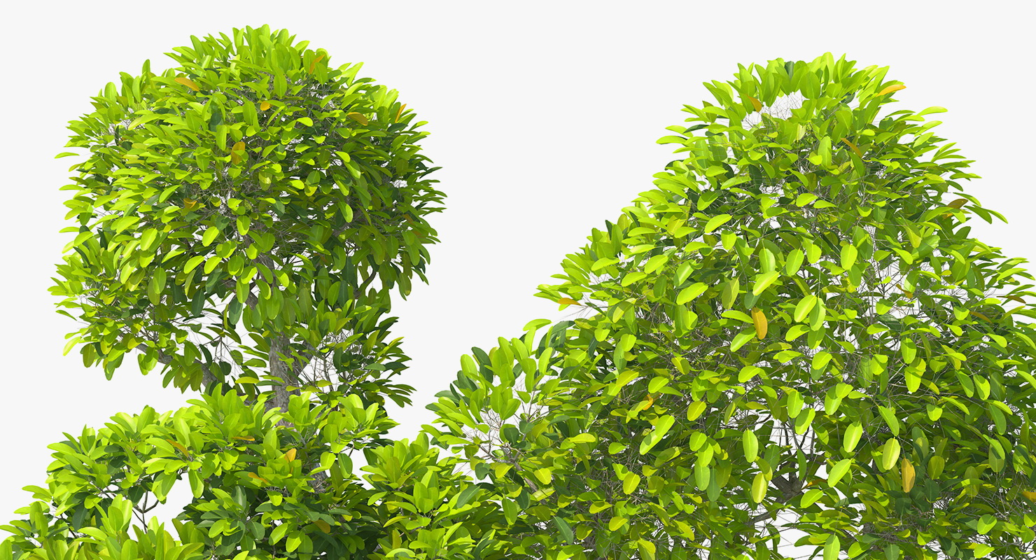 Mangrove Tree Shrub 3D model