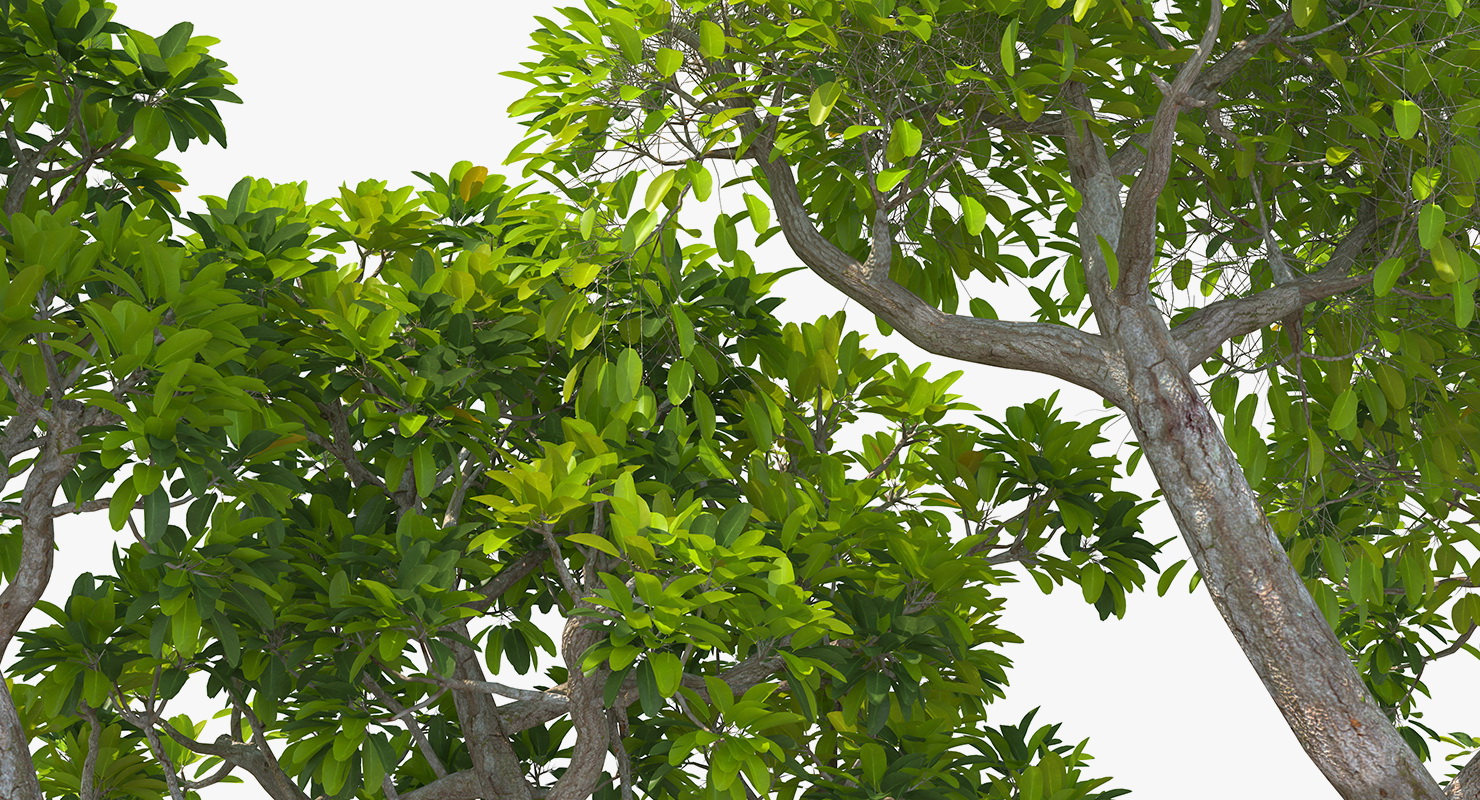 Mangrove Tree Shrub 3D model