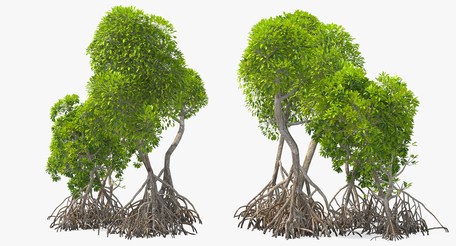 Mangrove Tree Shrub 3D model