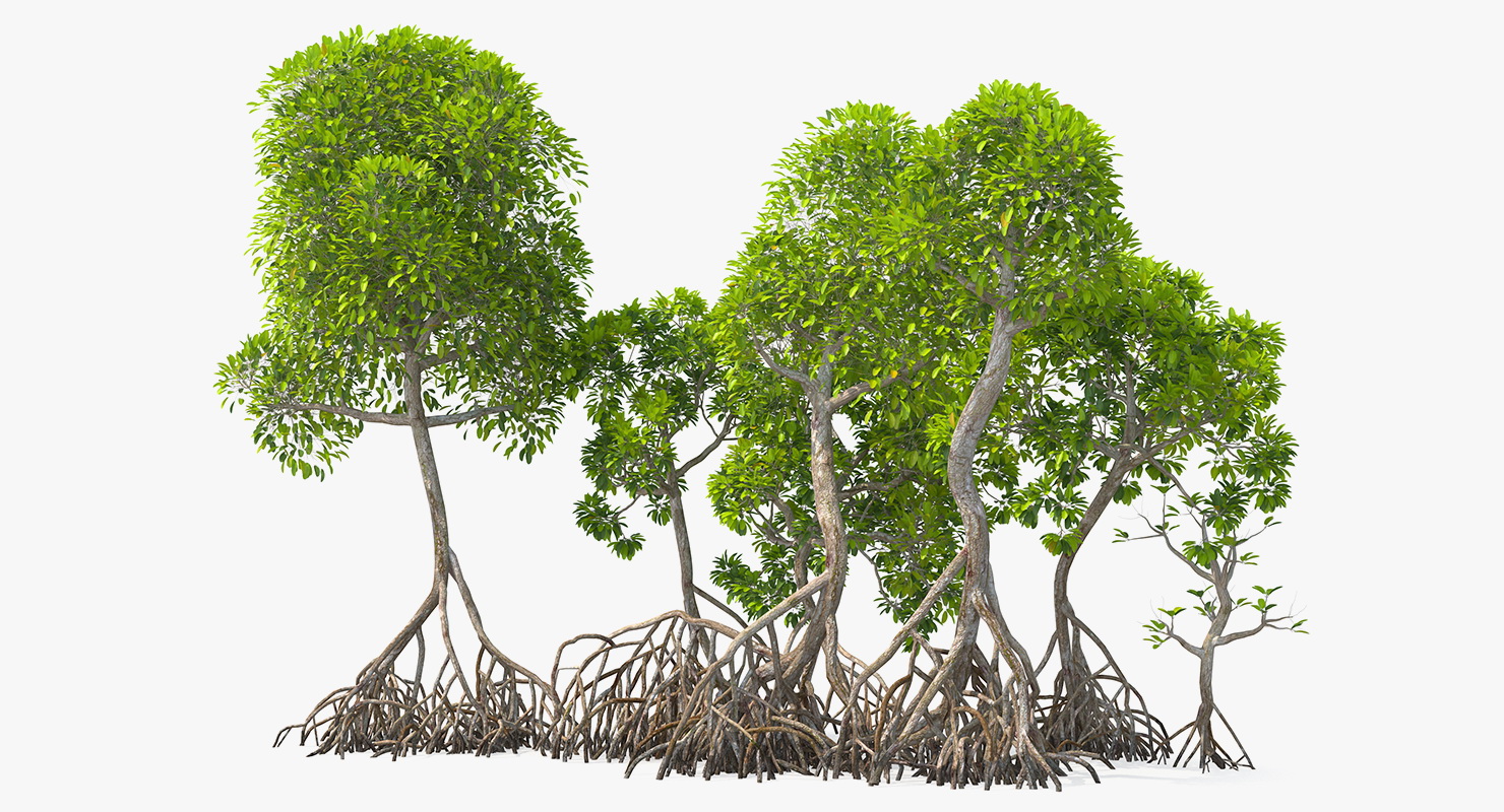 Mangrove Tree Shrub 3D model