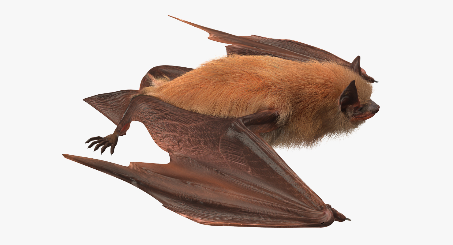 3D Flying Bat 2 with Fur