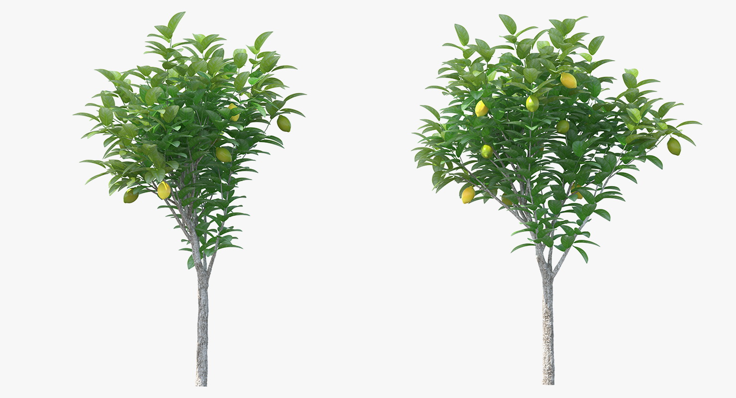 3D Small Lemon Tree