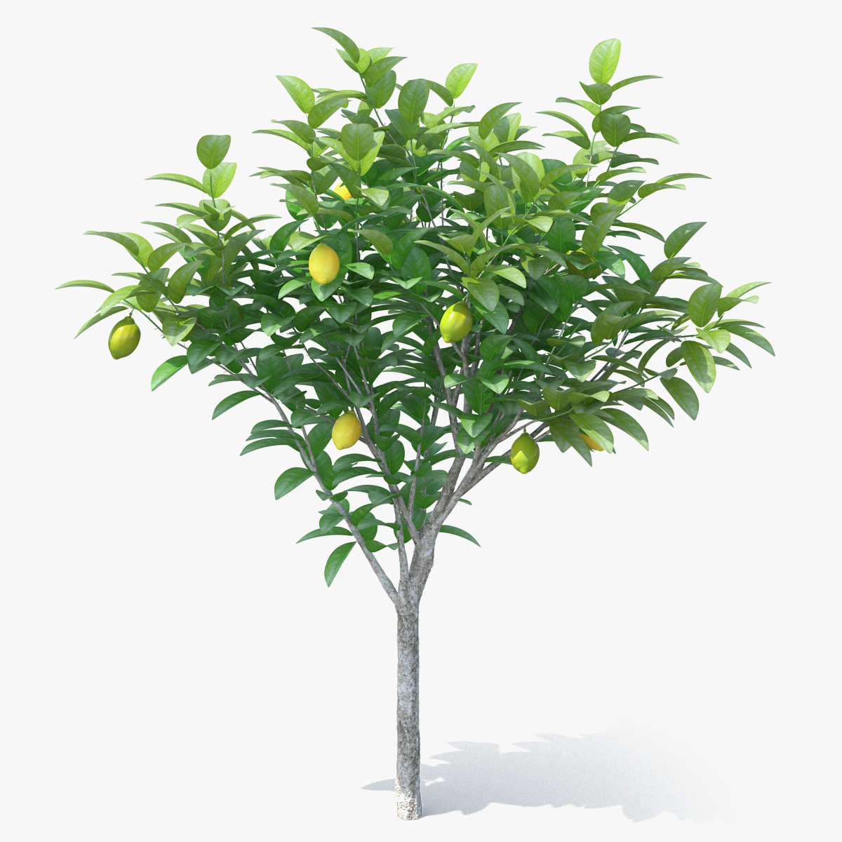 Small Lemon Tree 3D Model