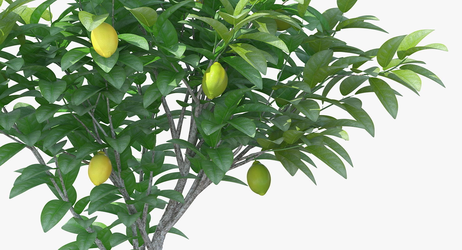 3D Small Lemon Tree