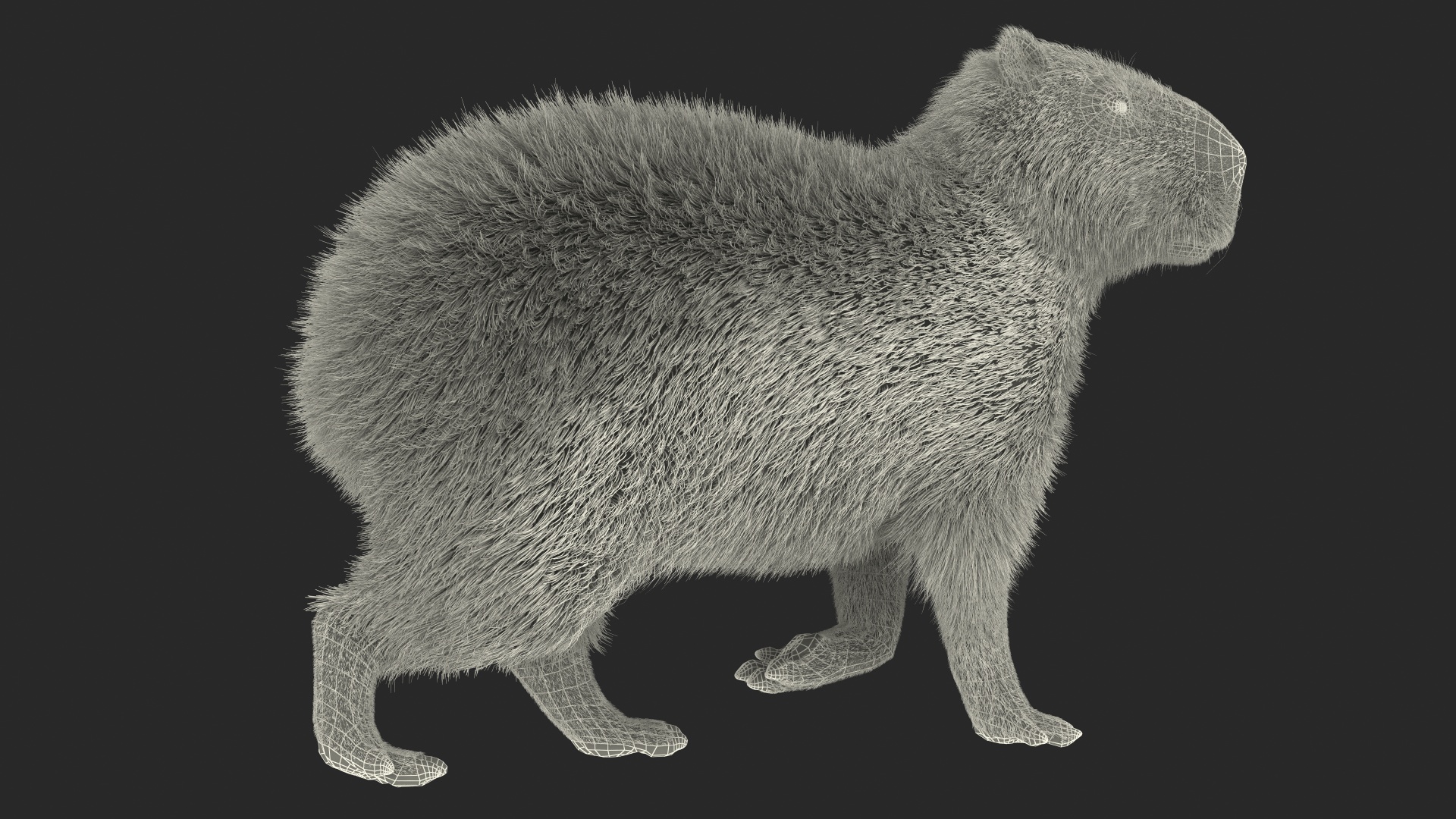 3D model Capybara Walking Pose Fur