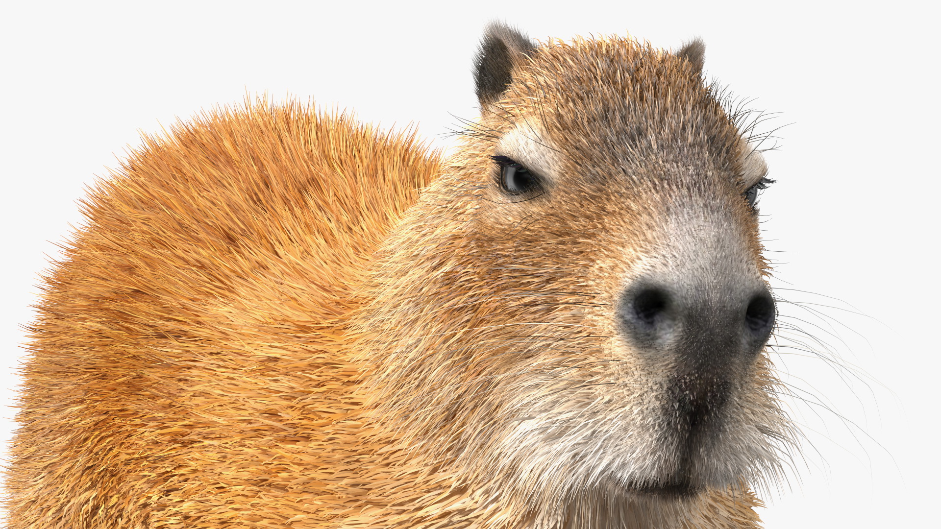 3D model Capybara Walking Pose Fur
