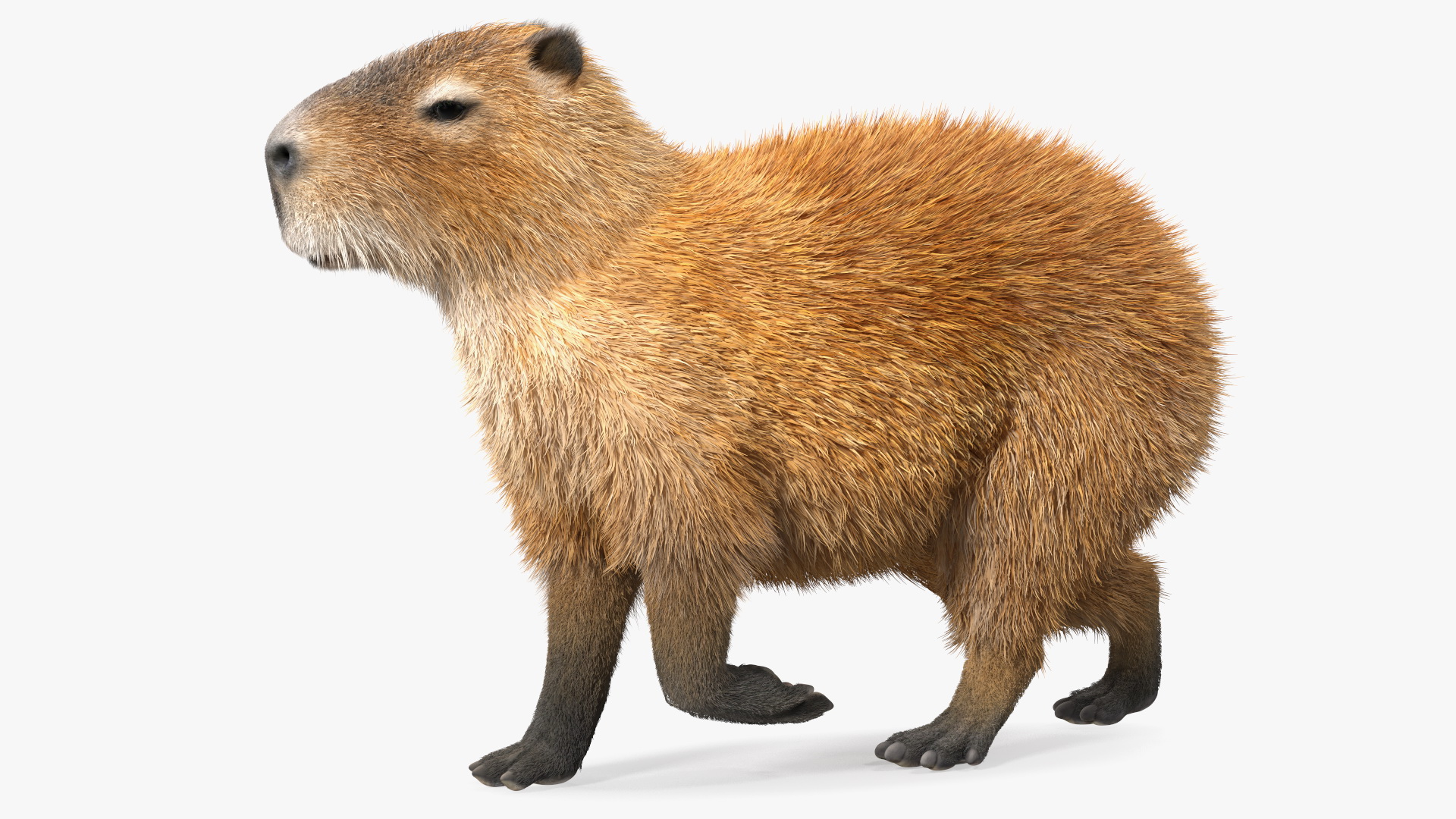 3D model Capybara Walking Pose Fur