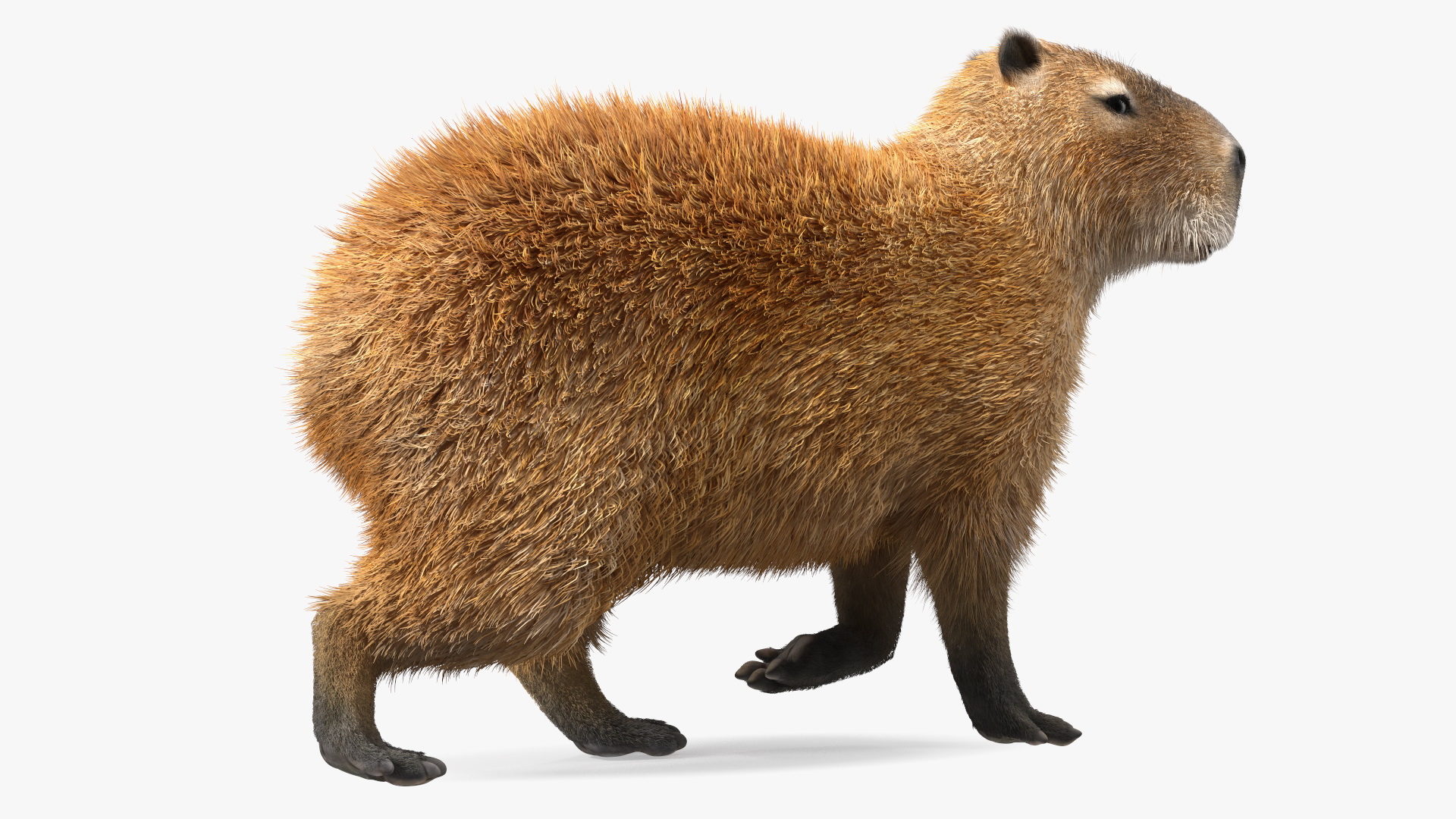 3D model Capybara Walking Pose Fur