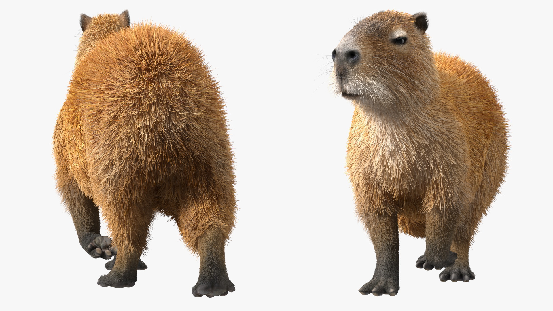 3D model Capybara Walking Pose Fur