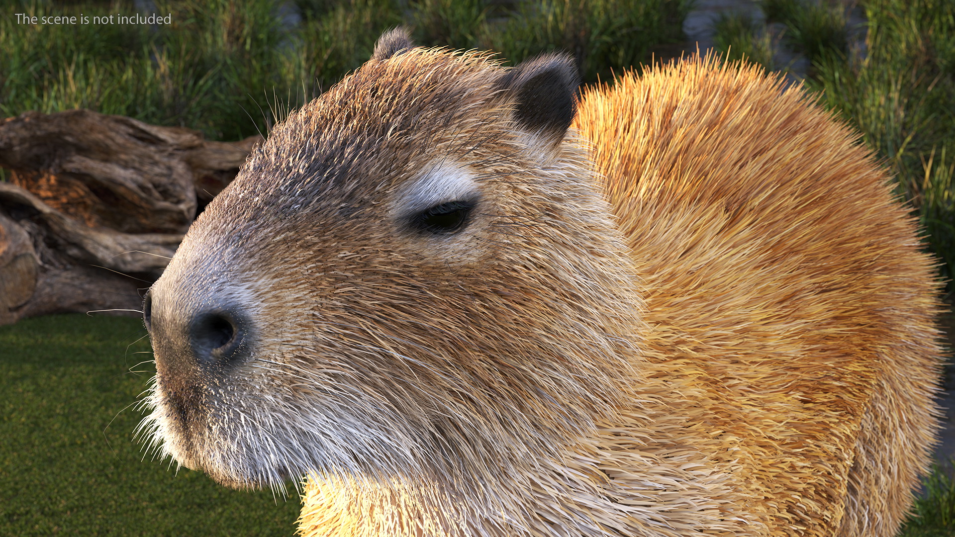3D model Capybara Walking Pose Fur