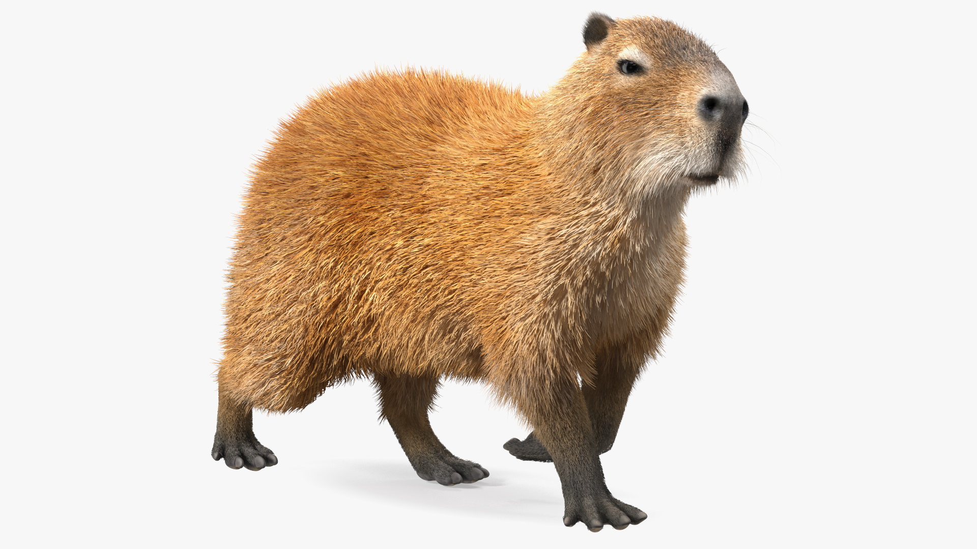 3D model Capybara Walking Pose Fur
