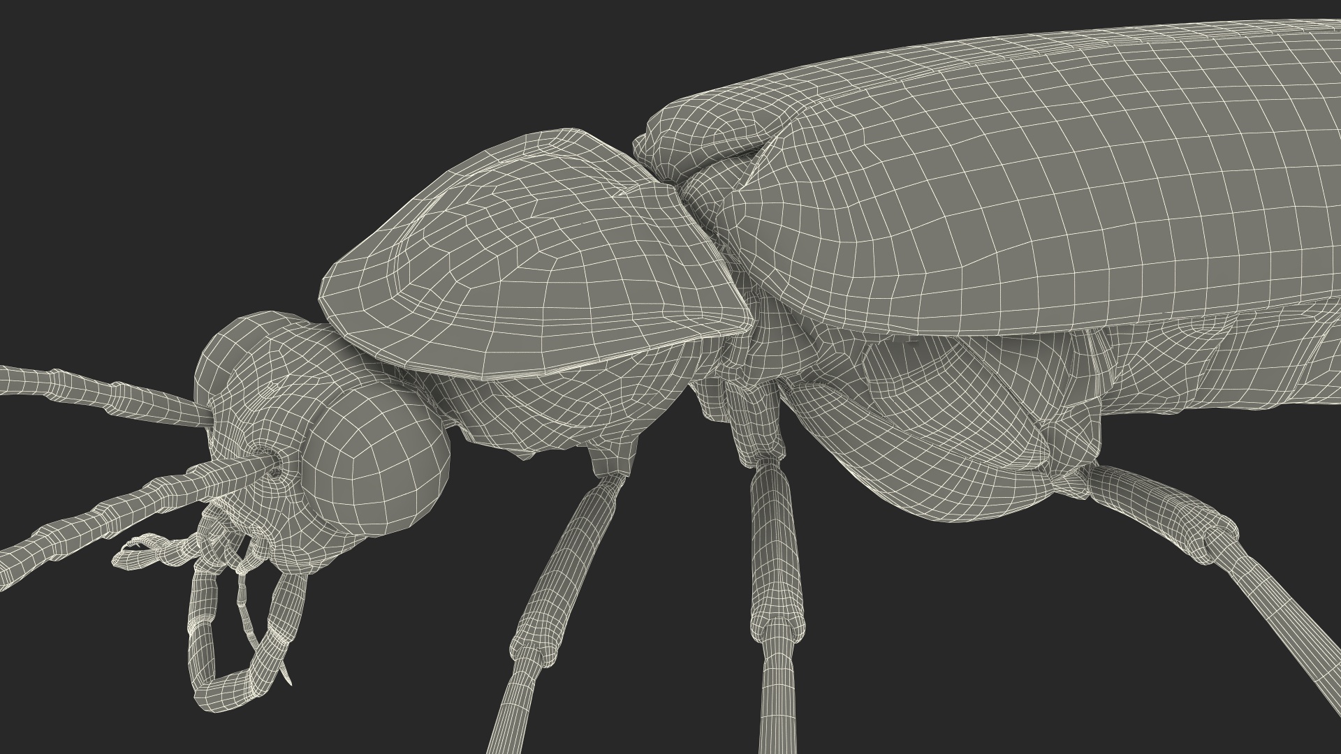 3D Eastern Firefly Crawling Pose Fur model