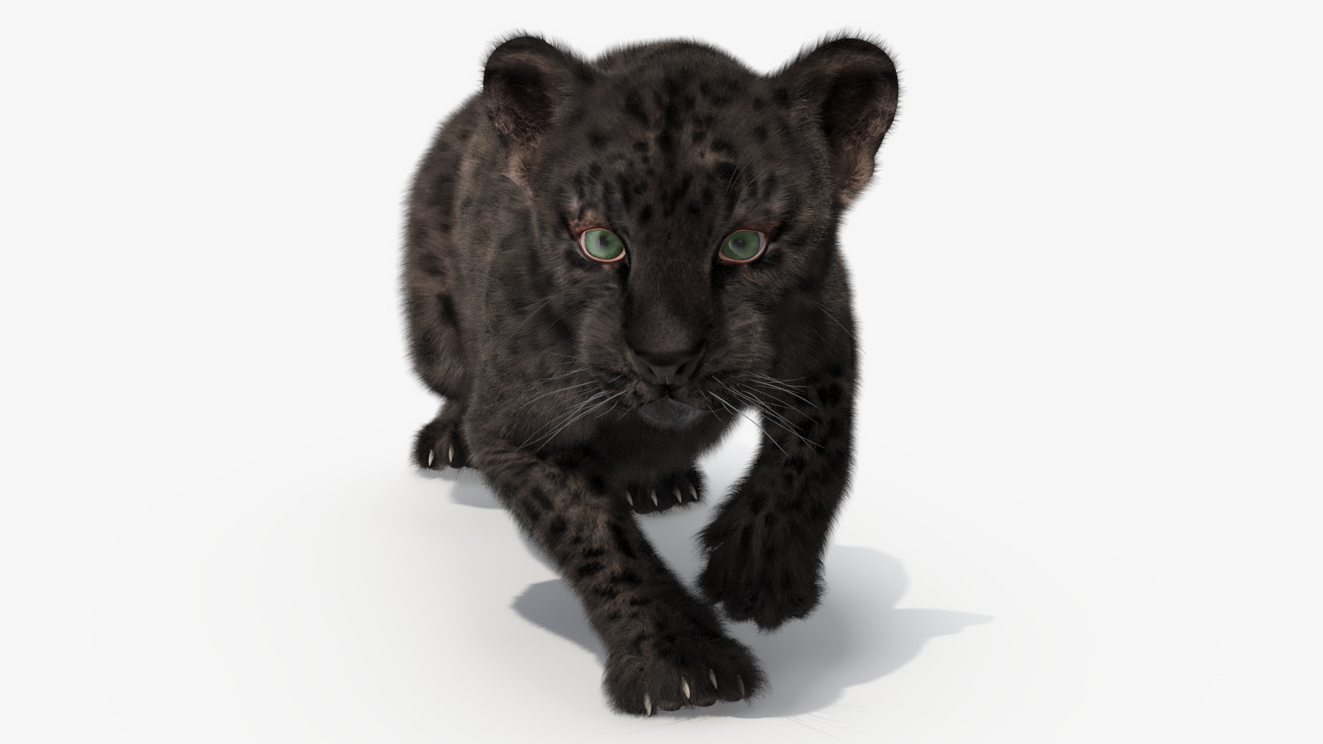 3D model Black Leopard Cub Sneaking Pose with Fur