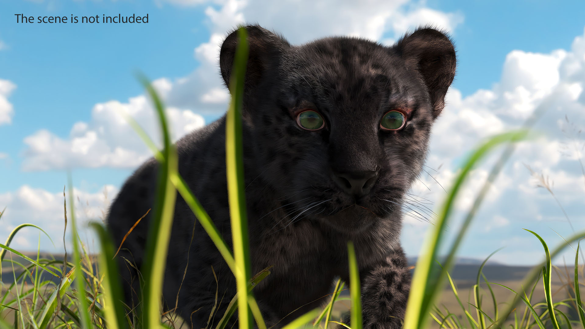 3D model Black Leopard Cub Sneaking Pose with Fur