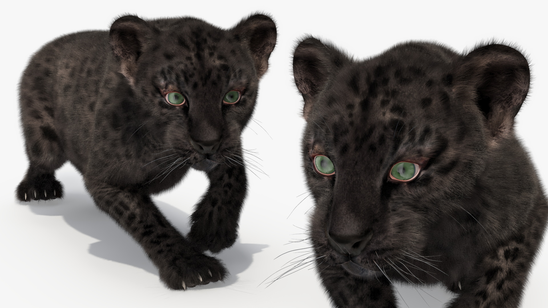 3D model Black Leopard Cub Sneaking Pose with Fur