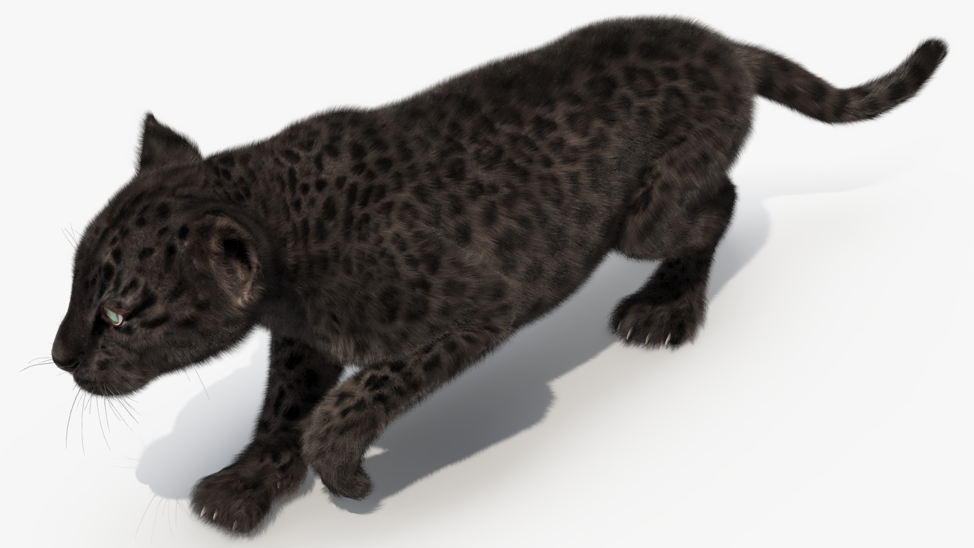 3D model Black Leopard Cub Sneaking Pose with Fur