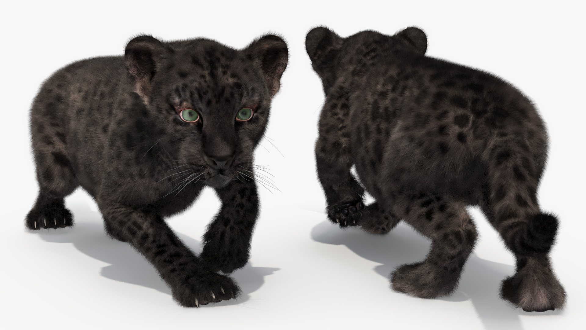 3D model Black Leopard Cub Sneaking Pose with Fur