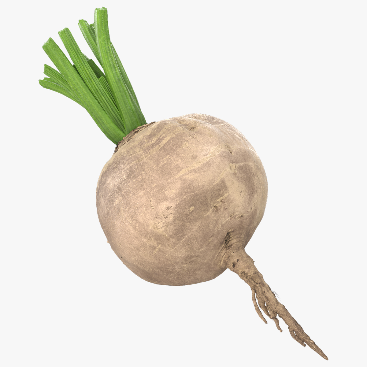 Raw Sugar Beet with Stem White Fur