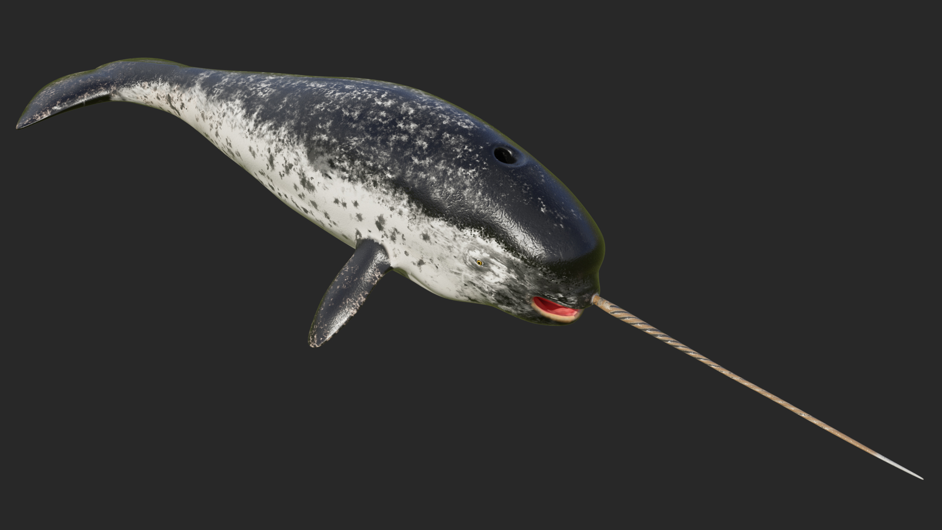 3D Narwhal Toothed Whale