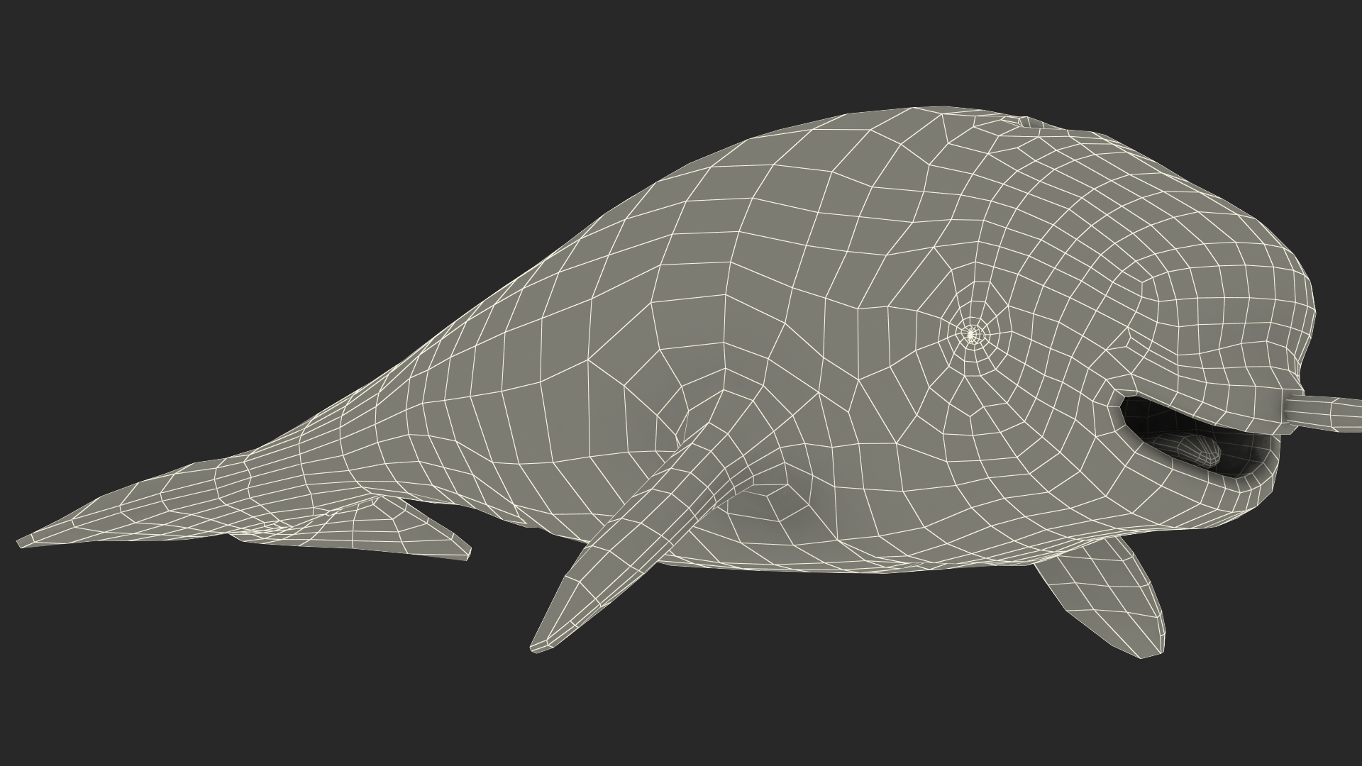 3D Narwhal Toothed Whale