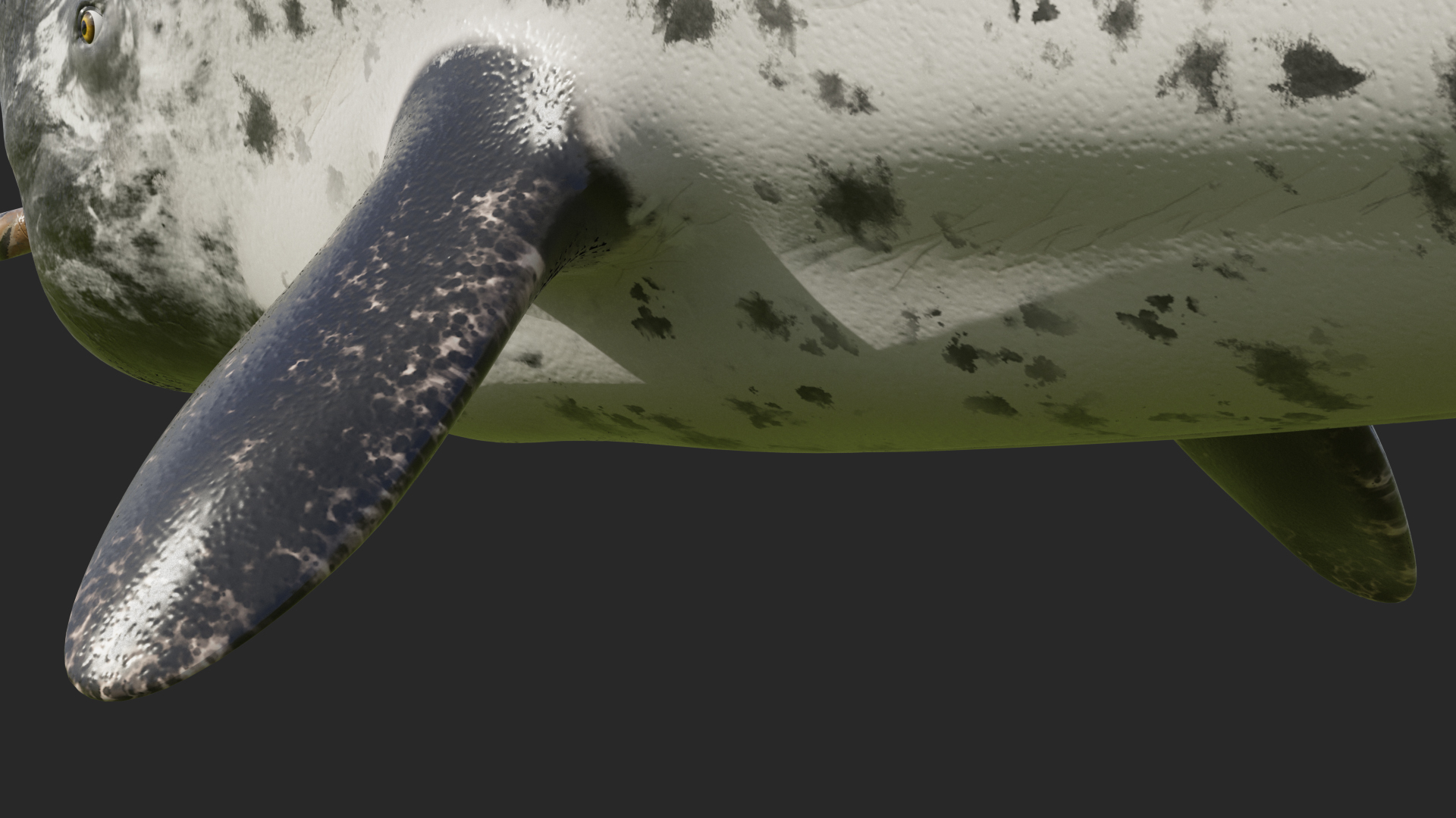 3D Narwhal Toothed Whale