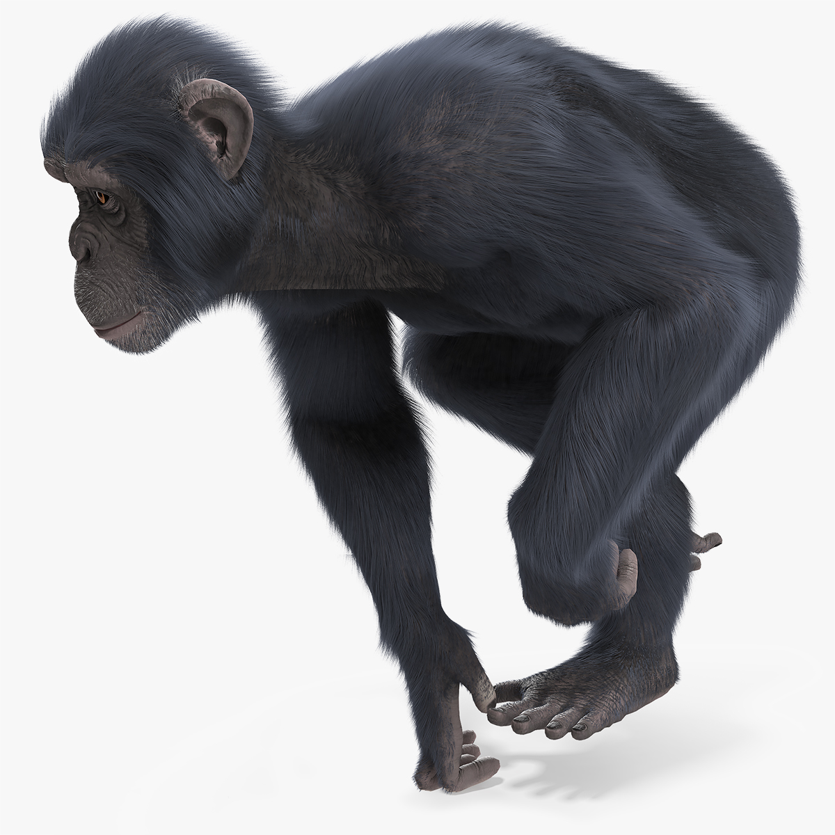 Chimpanzee Skin Fur, view 7