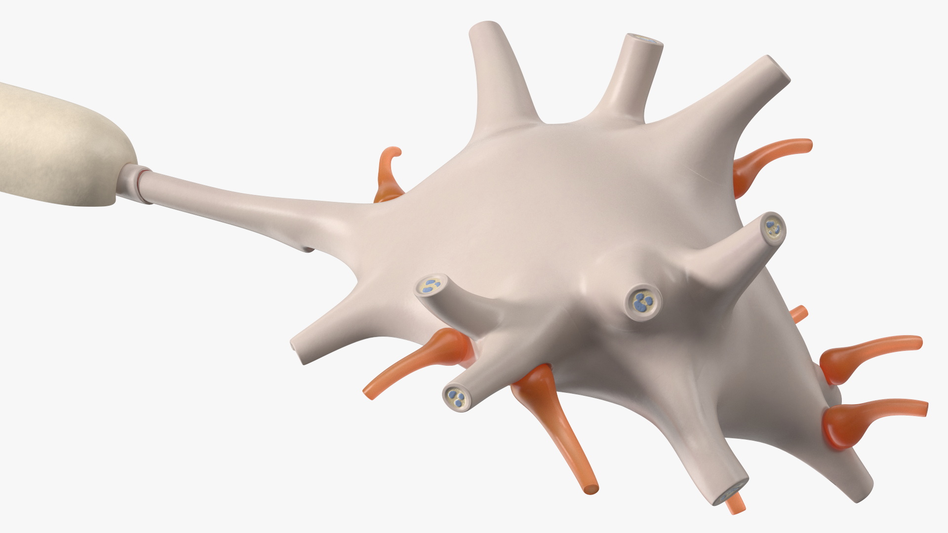 3D Human Brain Neuron Cross-Section Plastic Model