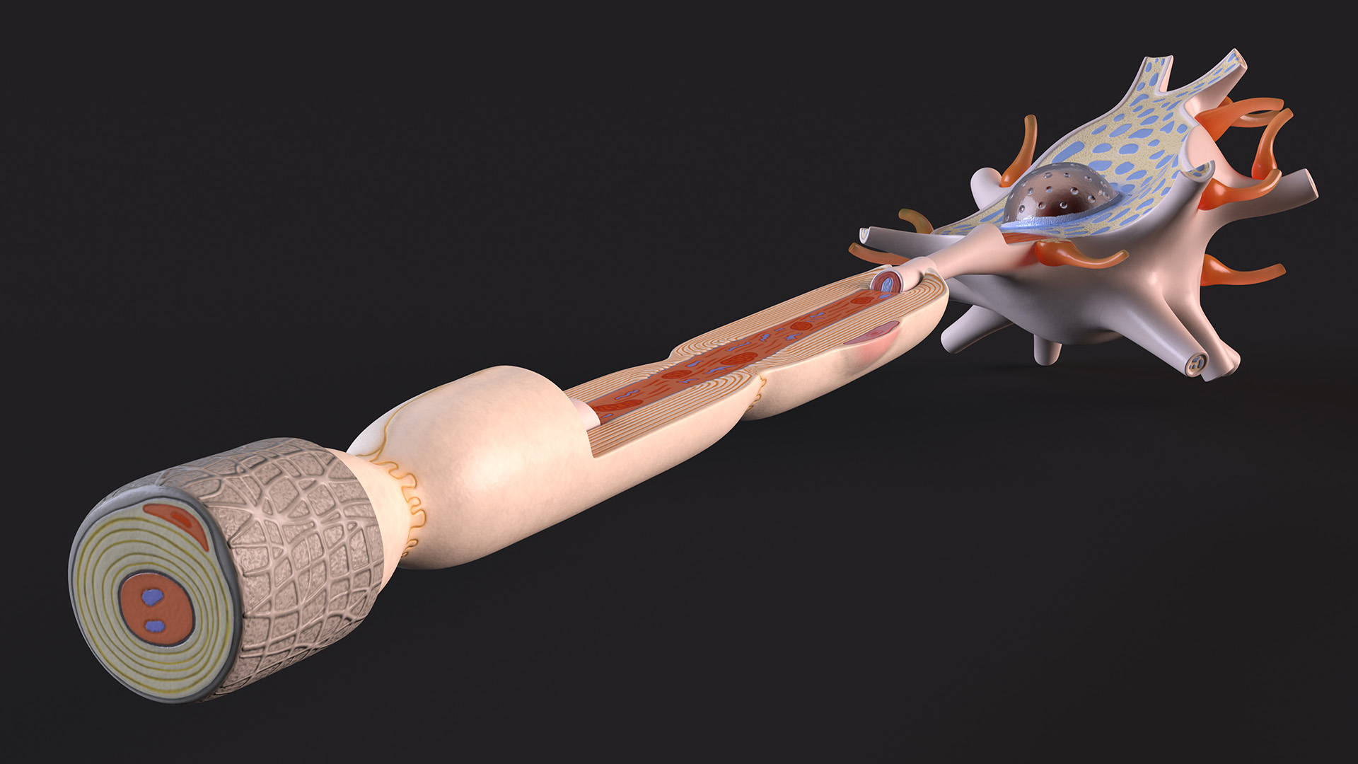 3D Human Brain Neuron Cross-Section Plastic Model