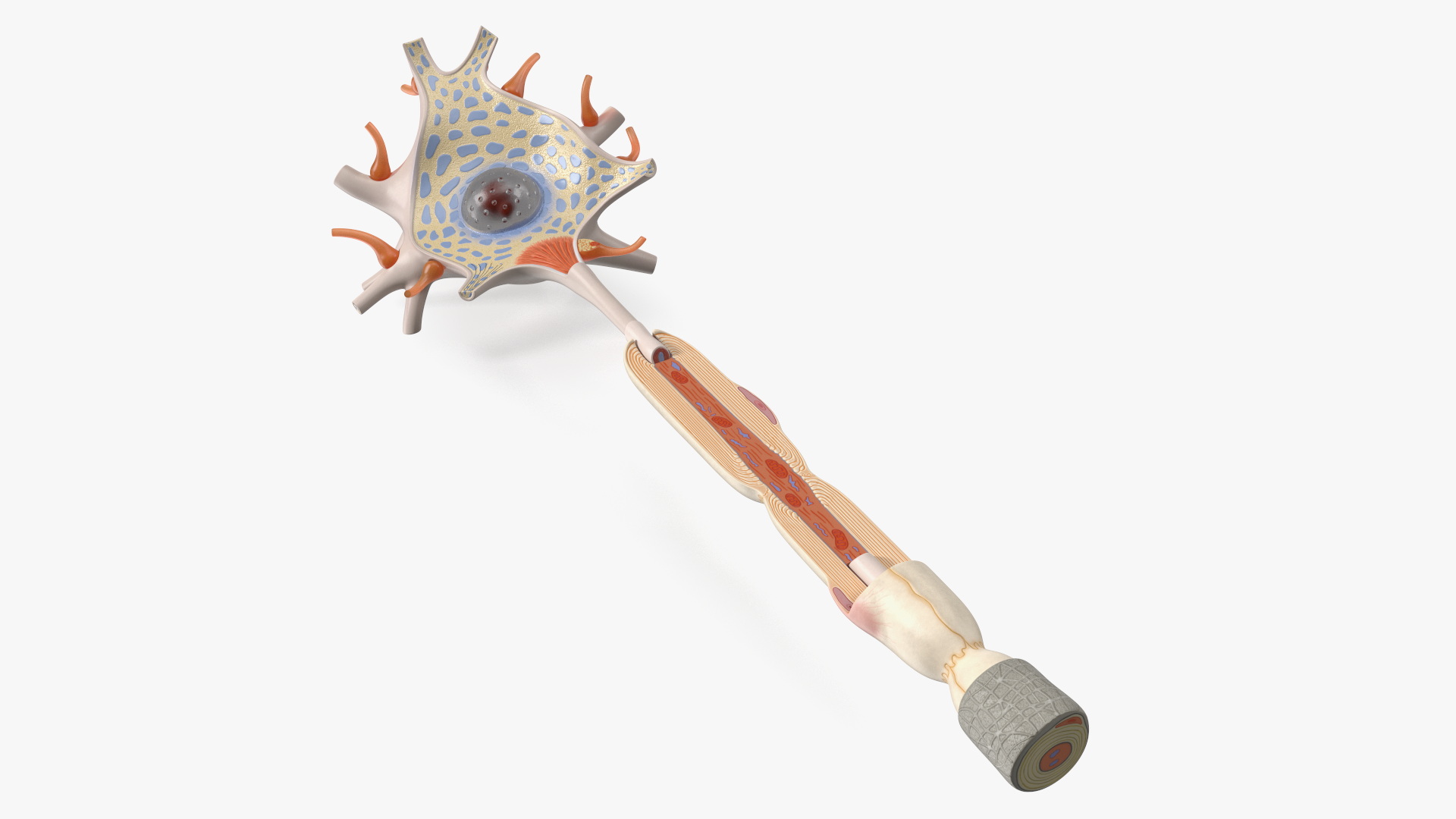 3D Human Brain Neuron Cross-Section Plastic Model