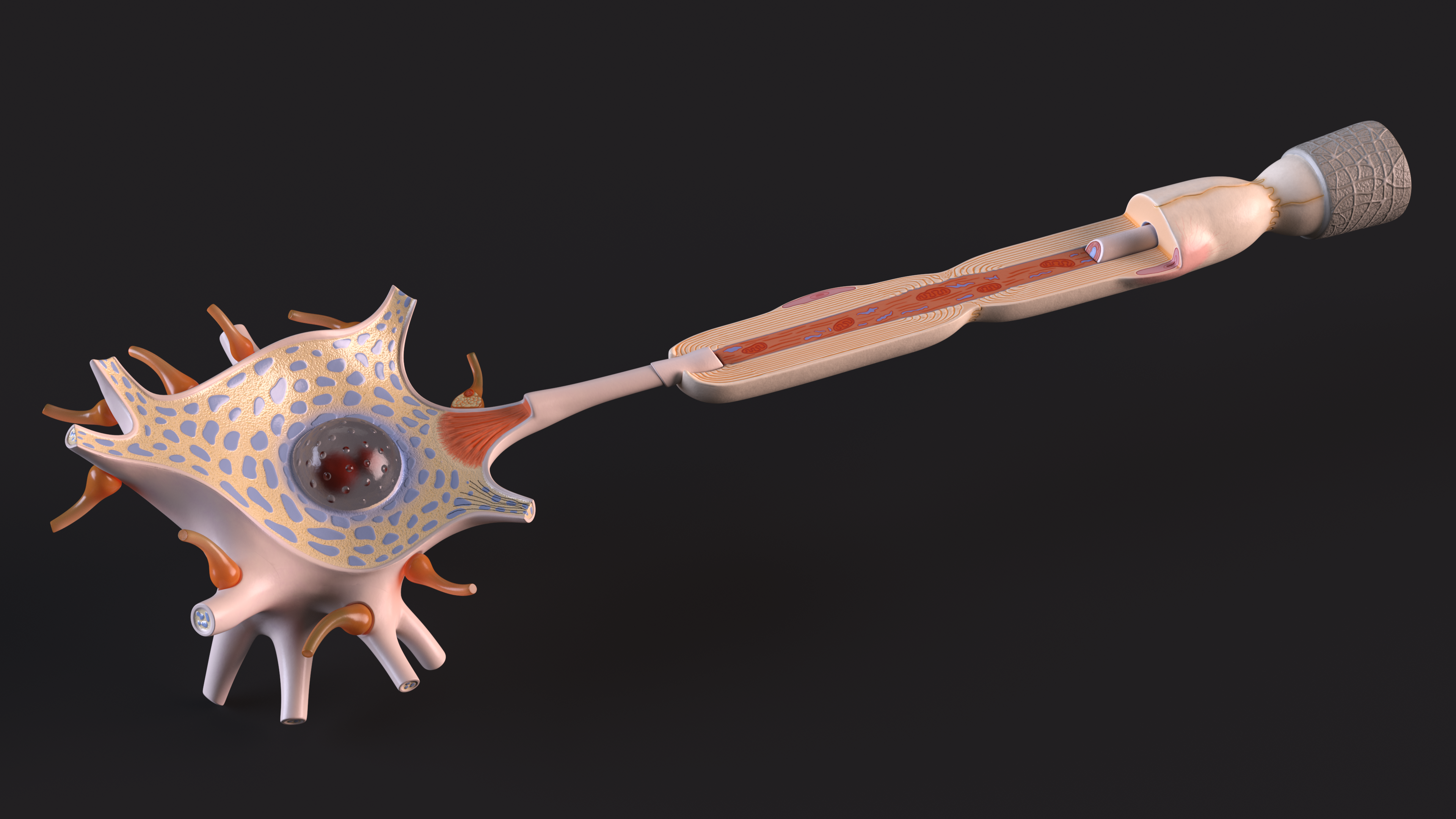 Human Brain Neuron Cross-Section Plastic, view 12