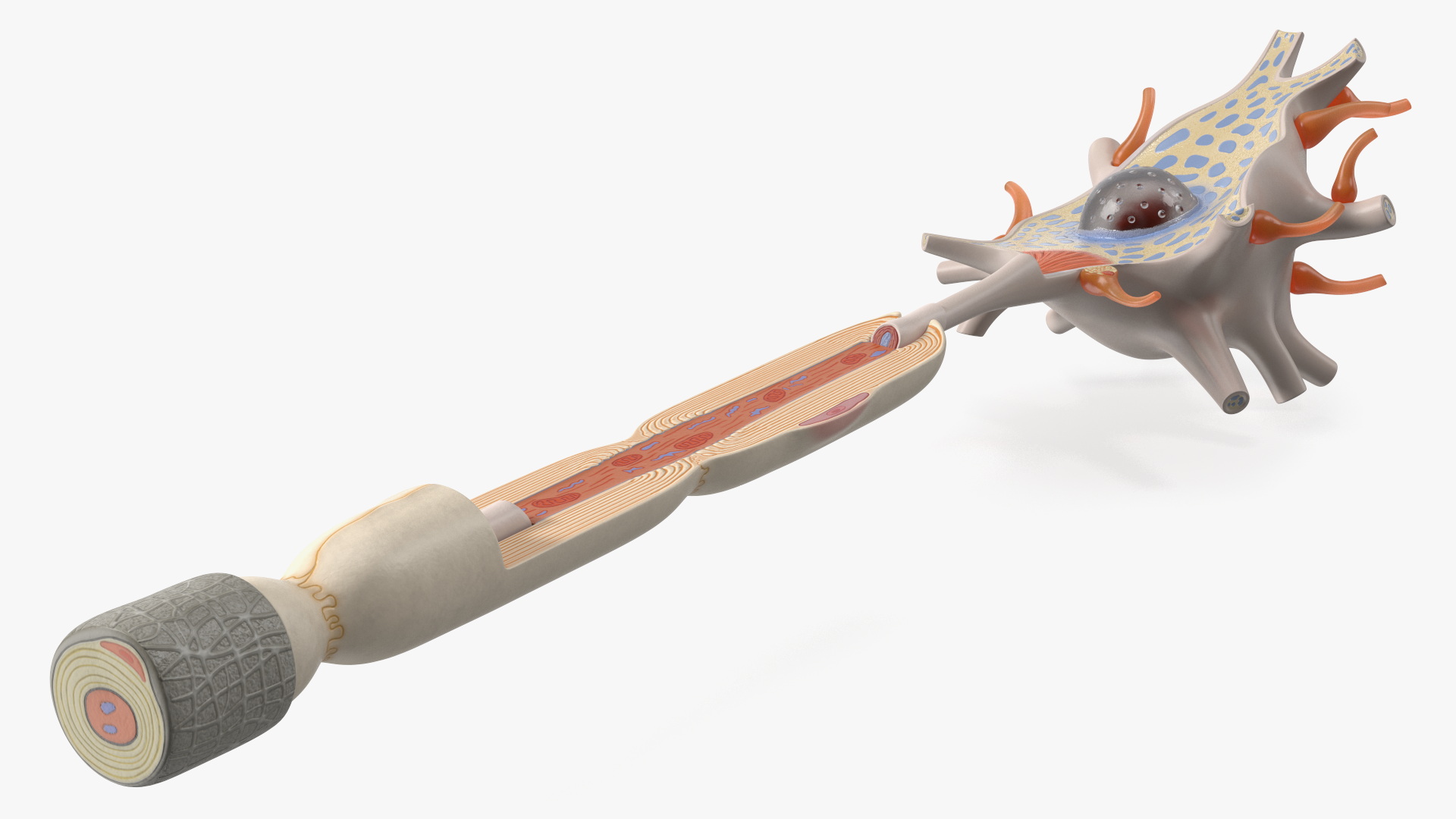 3D Human Brain Neuron Cross-Section Plastic Model