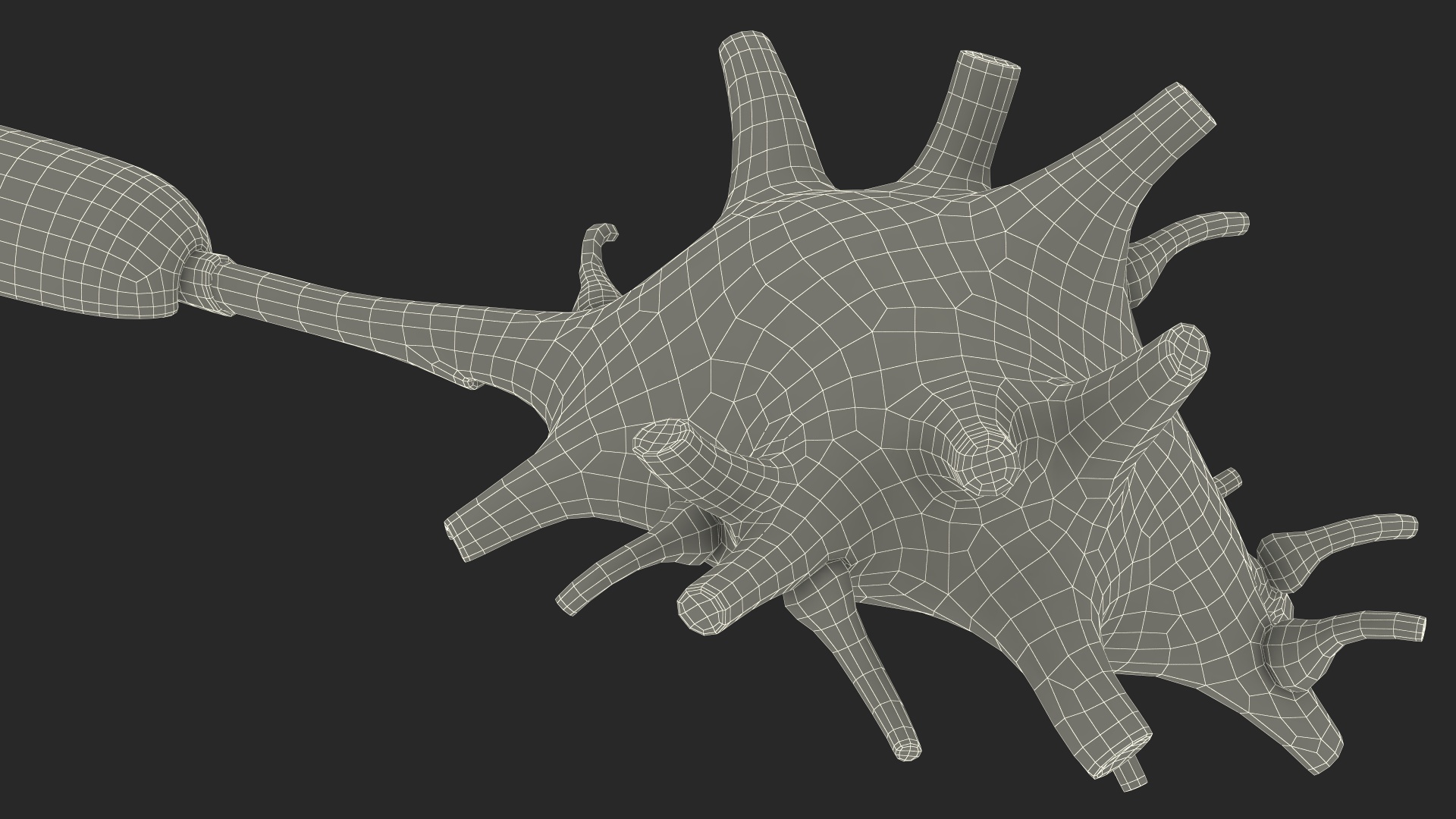 3D Human Brain Neuron Cross-Section Plastic Model