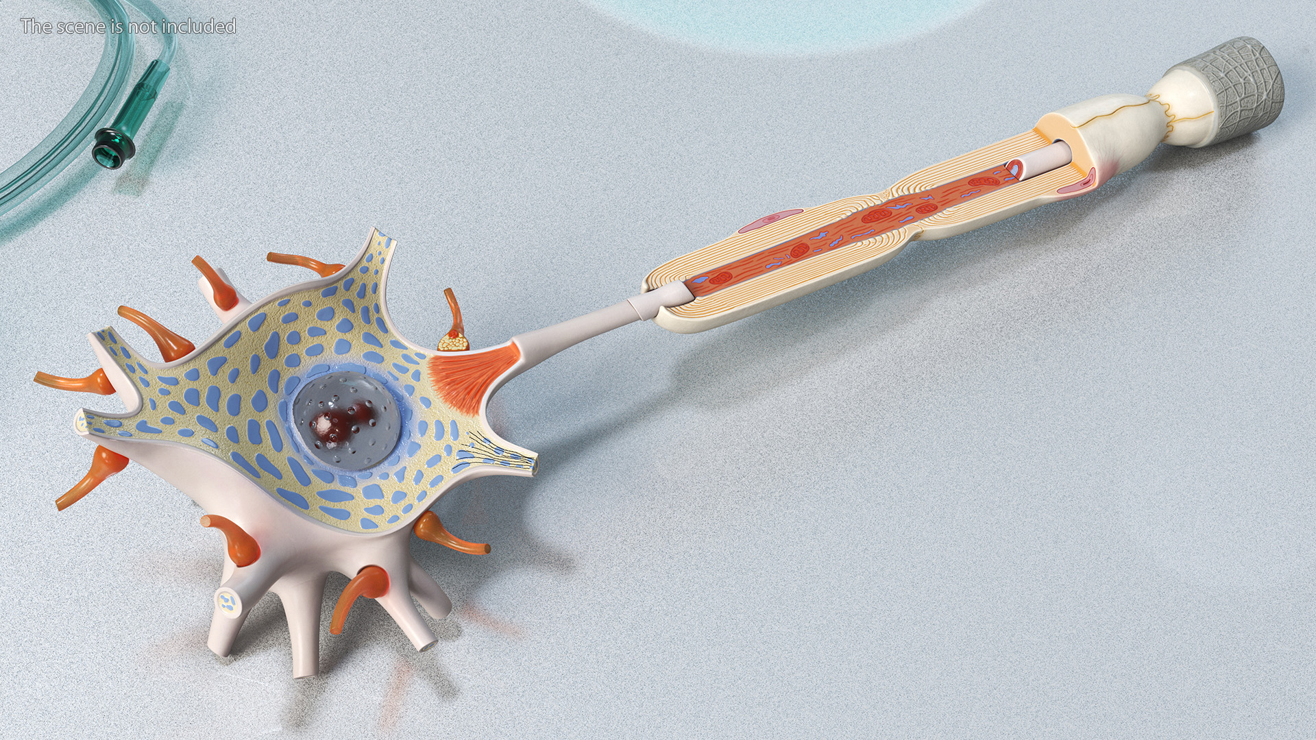 3D Human Brain Neuron Cross-Section Plastic Model