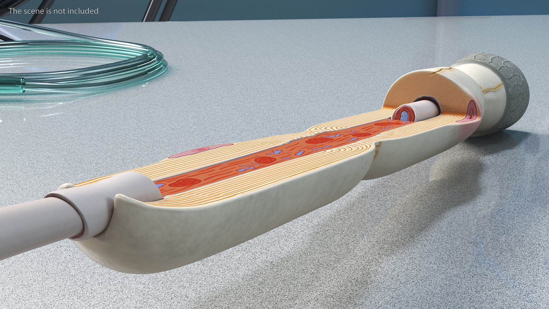 3D Human Brain Neuron Cross-Section Plastic Model