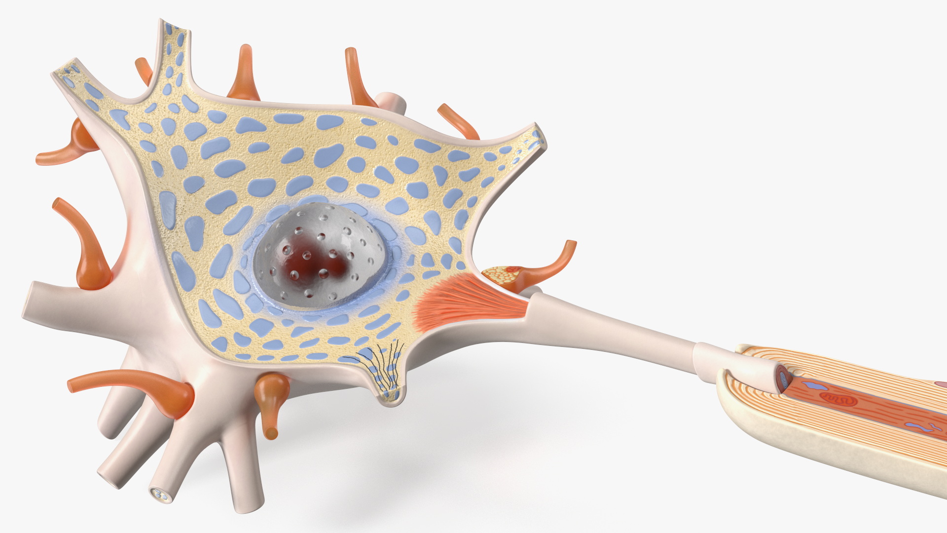3D Human Brain Neuron Cross-Section Plastic Model