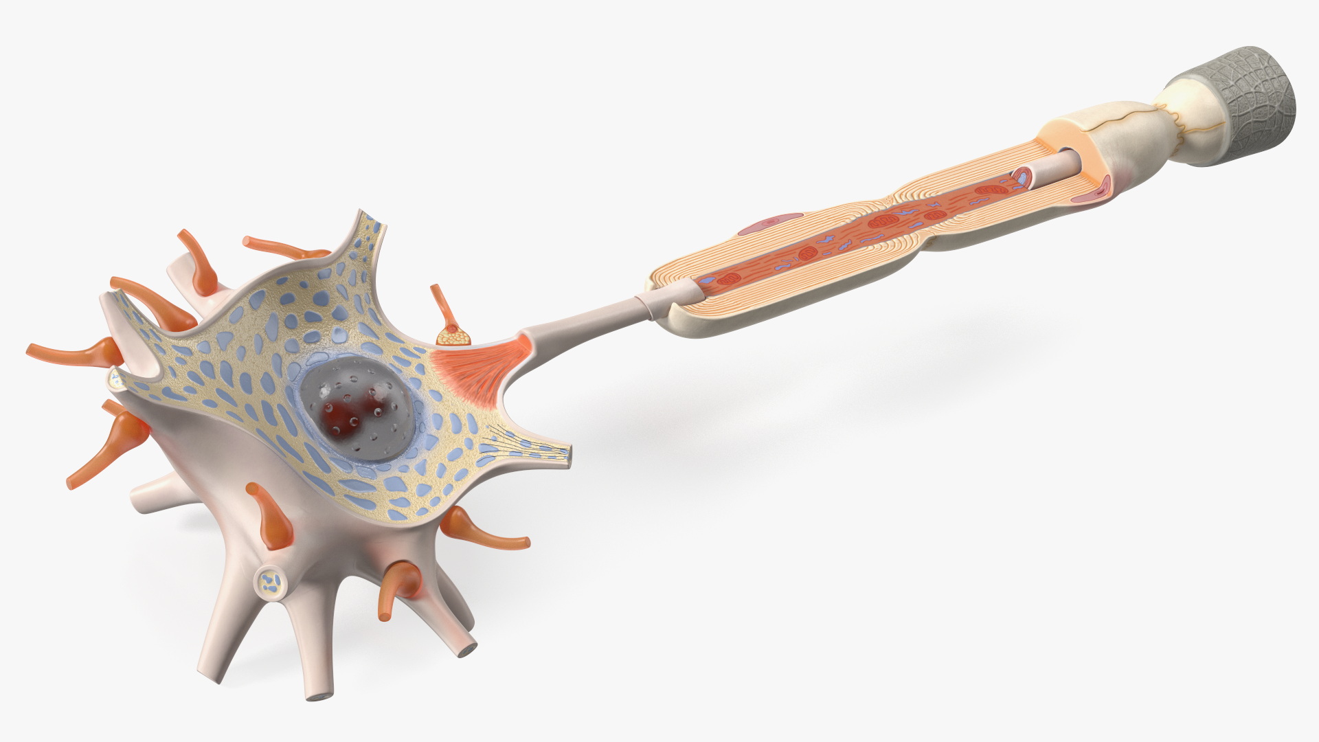3D Human Brain Neuron Cross-Section Plastic Model