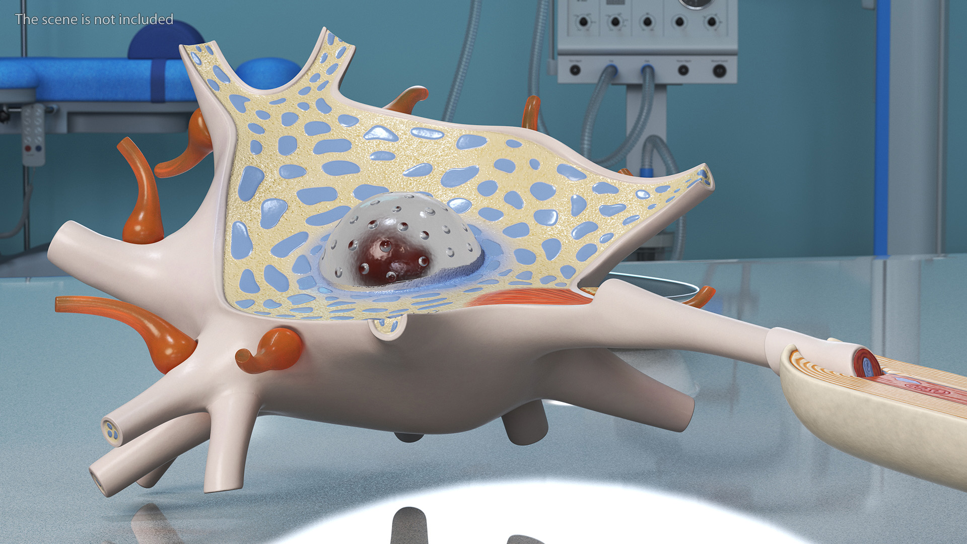 3D Human Brain Neuron Cross-Section Plastic Model