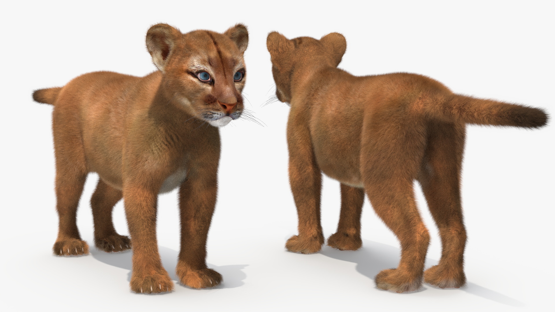 3D Puma Cub Standing Pose with Fur